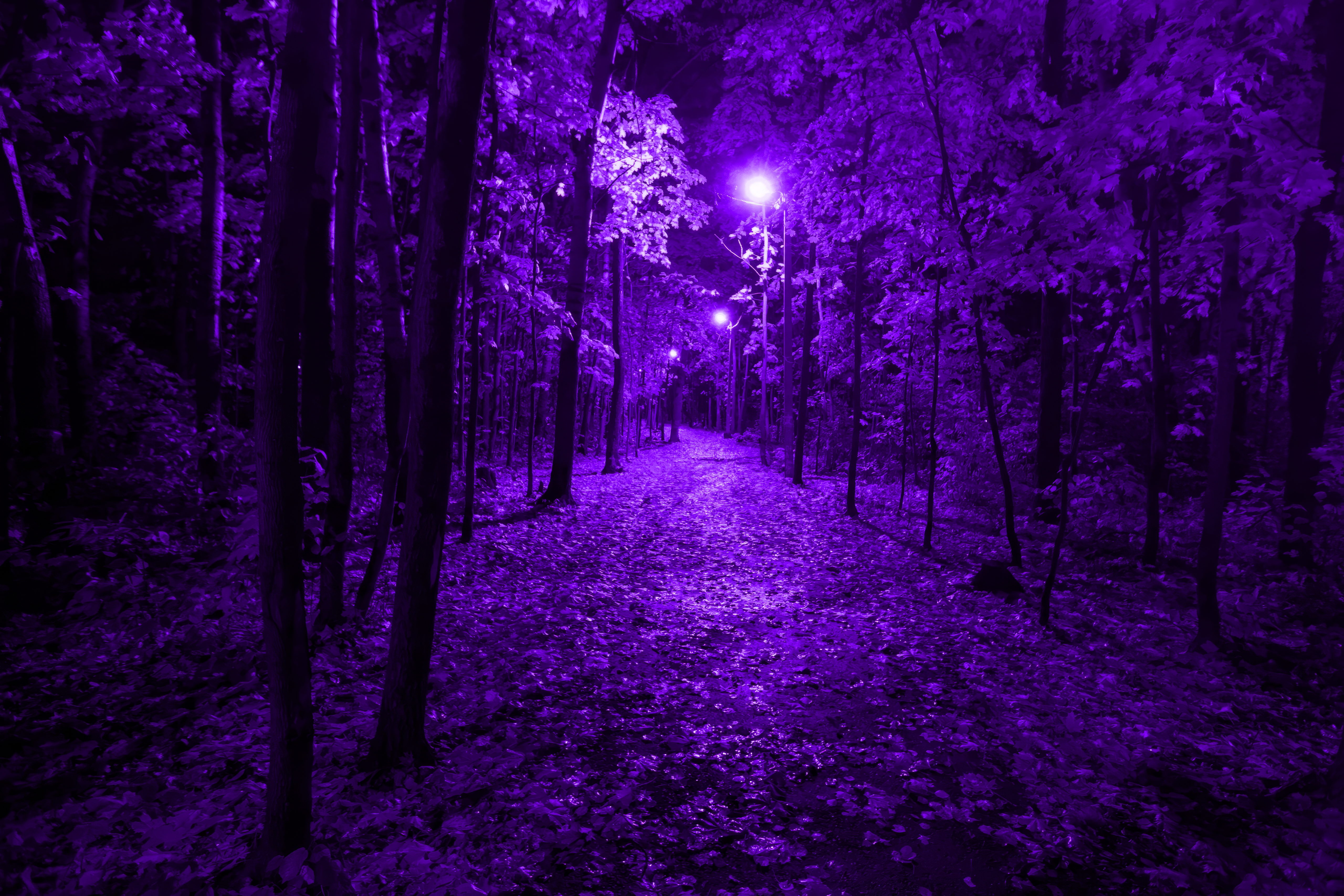 Forest Purple Pink Shiny Lights Dark Path 5120x3414