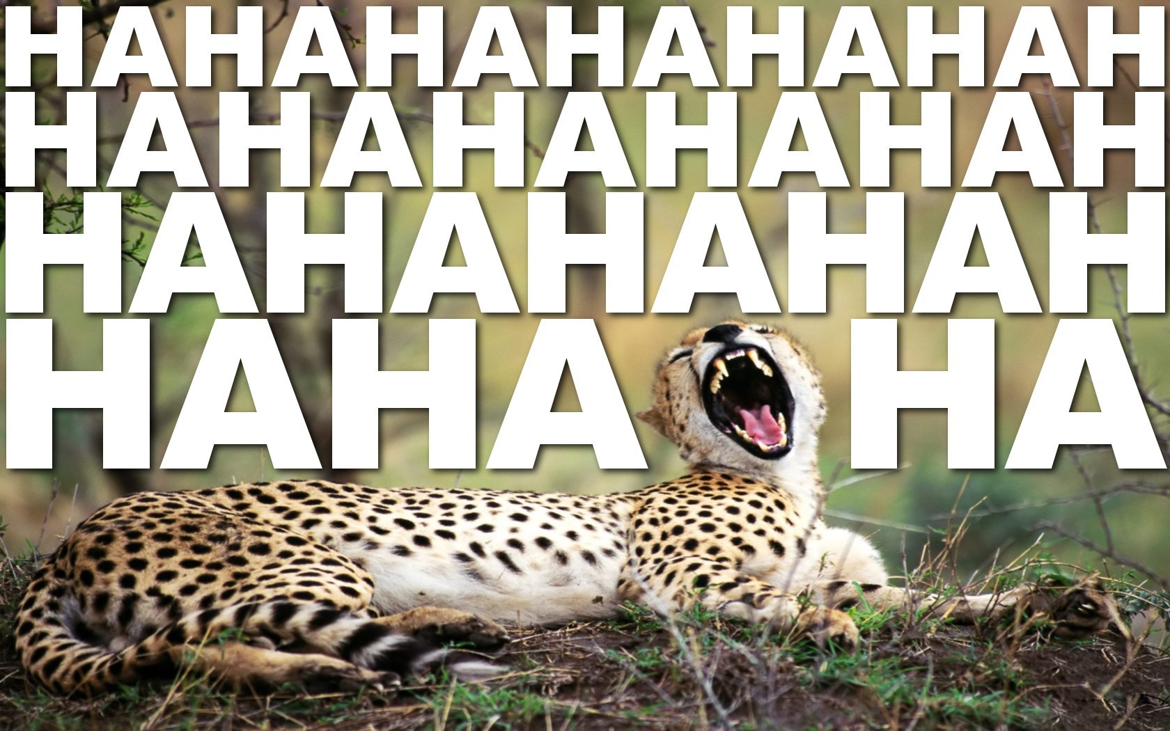 Text Cheetah Laughing 1680x1050