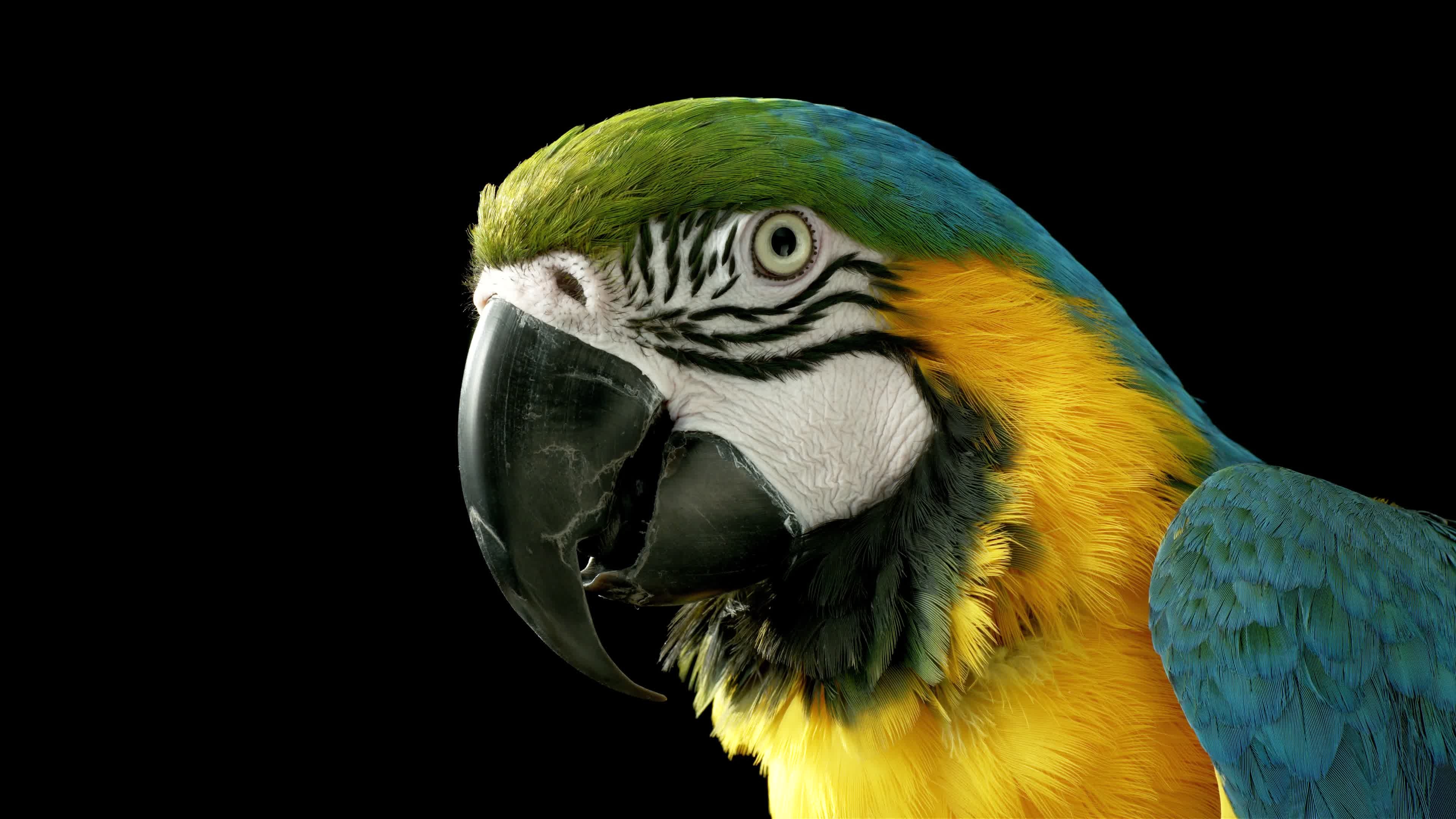 Parrot Birds Animals Beak 3840x2160