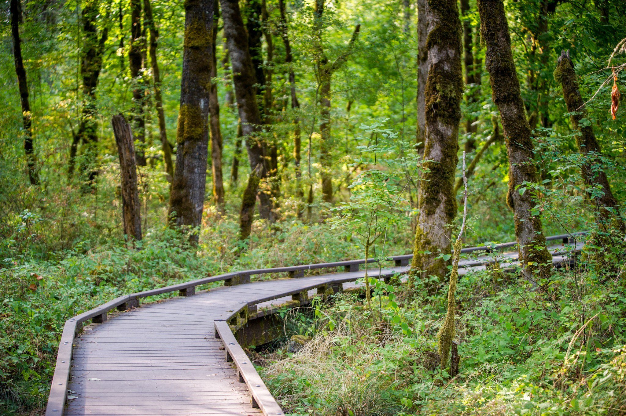 Oregon Beaverton Park Forest Wooden Walkway Depth Of Field Ivy Moss 2048x1363