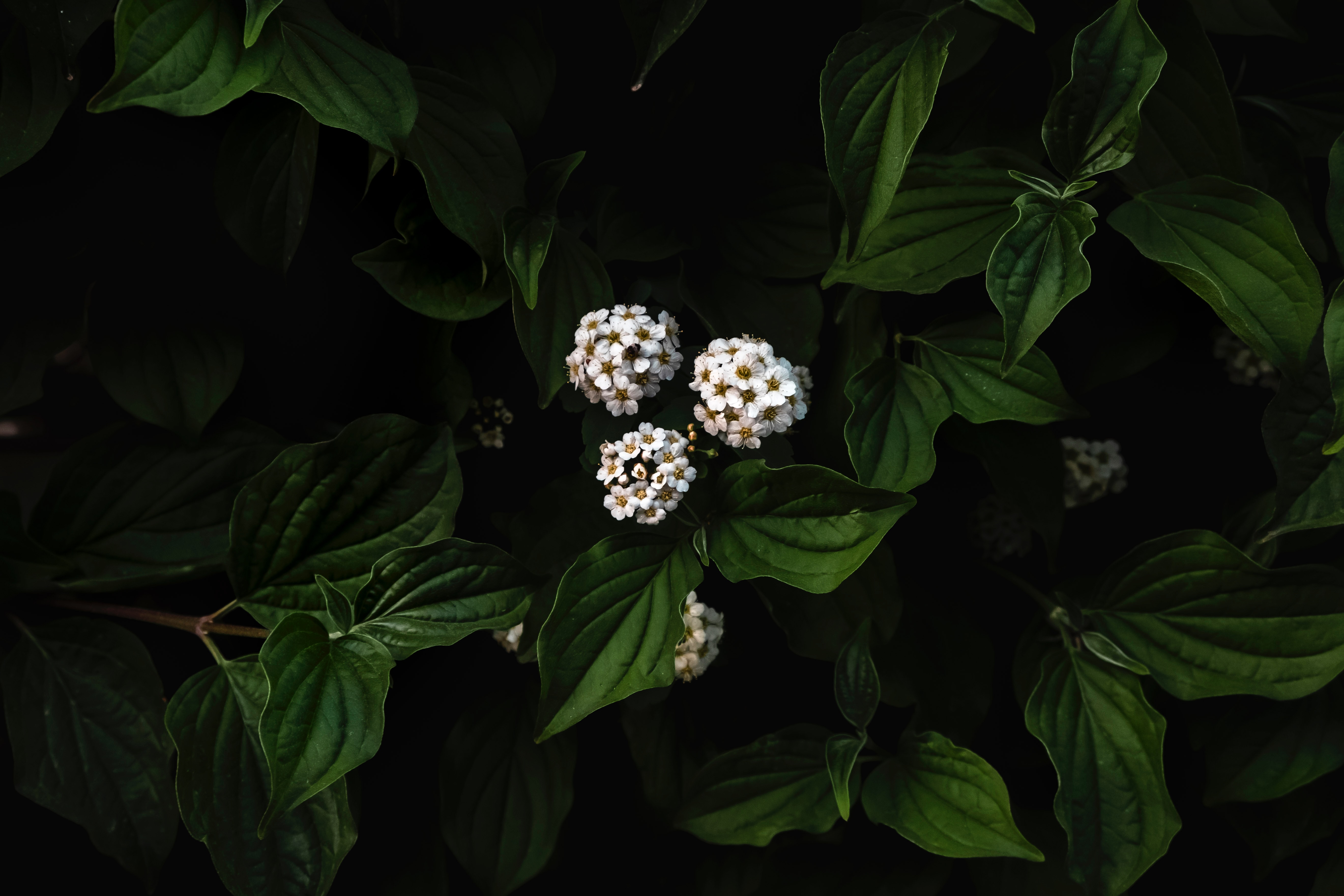 Nature Plants Foliage Macro Flowers Bridal Wreath Spirea Sajad Nori 5284x3523