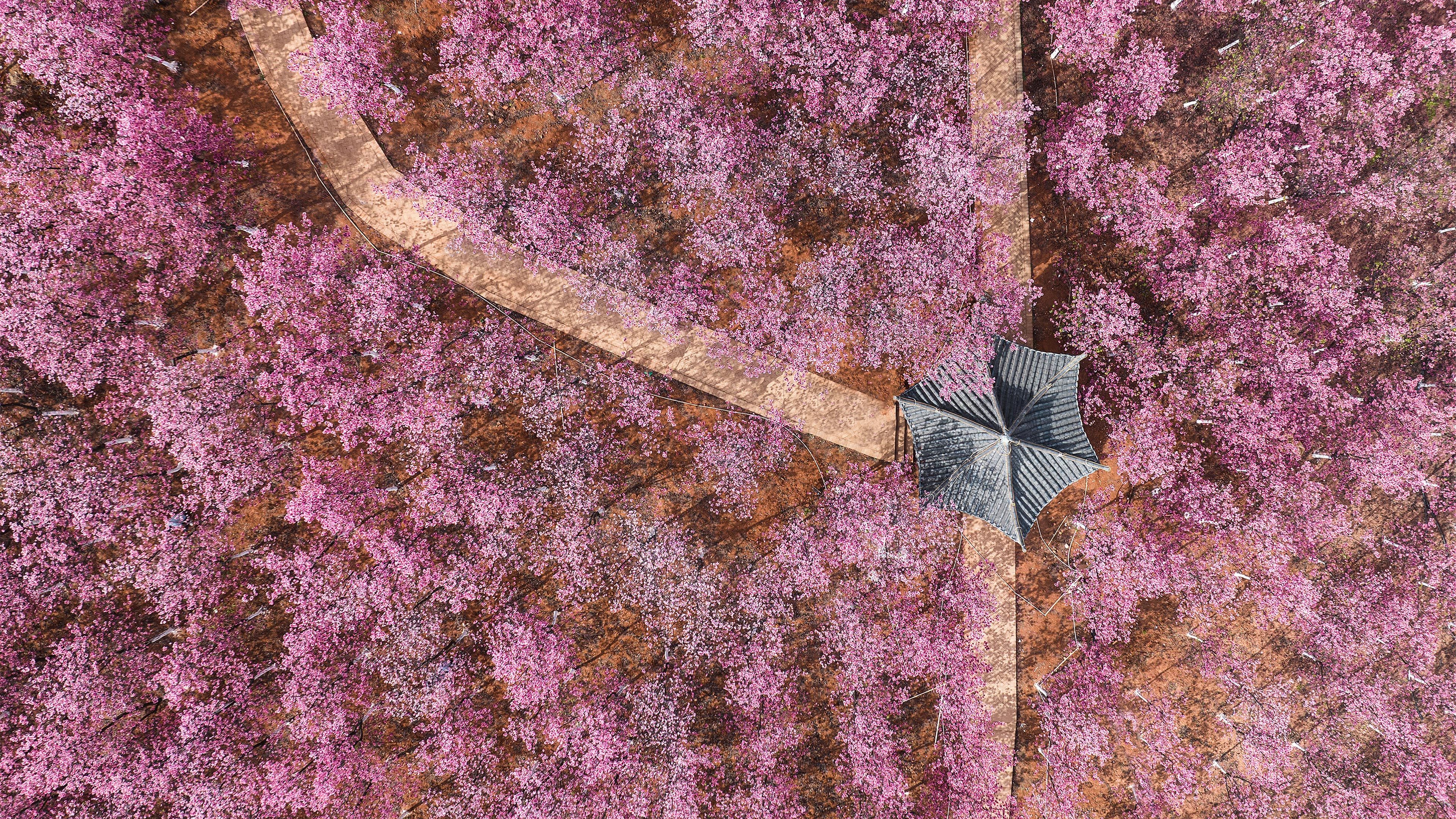 Nature Landscape Flowers Lilac Aerial View Cherry Blossom Japanese Garden 3840x2160