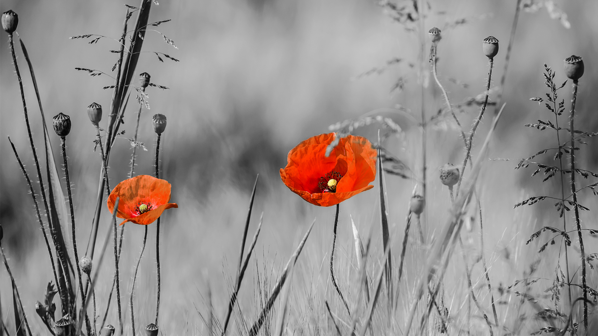 Papaver Rhoeas Flowers Corn Rose Photography Red Flowers Plants Selective Coloring 1920x1080