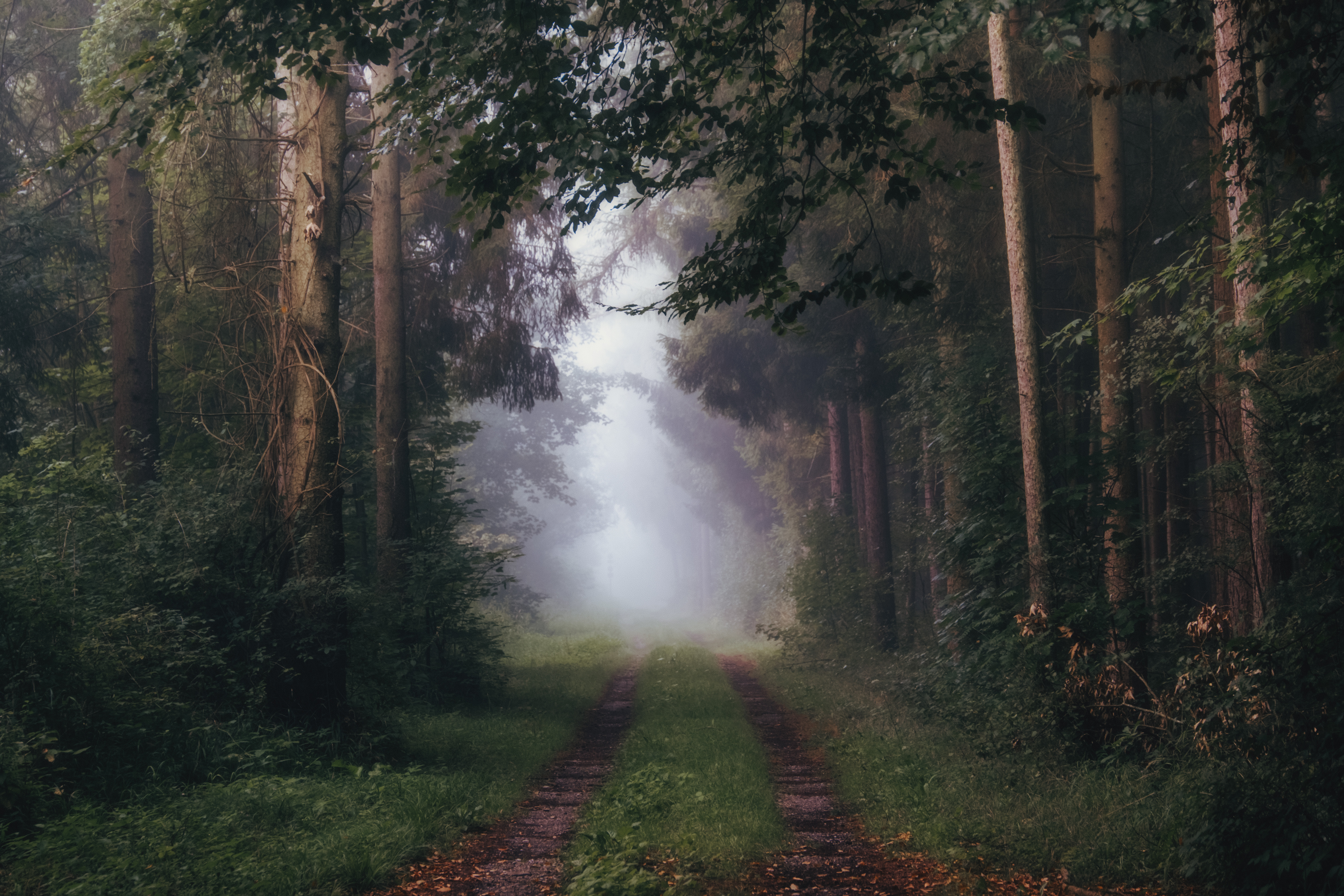 Nature Trees Tunnel Of Trees Grass Plants Forest Rainforest Mist Dirt Road Fallen Leaves Vibes Bavar 5733x3822