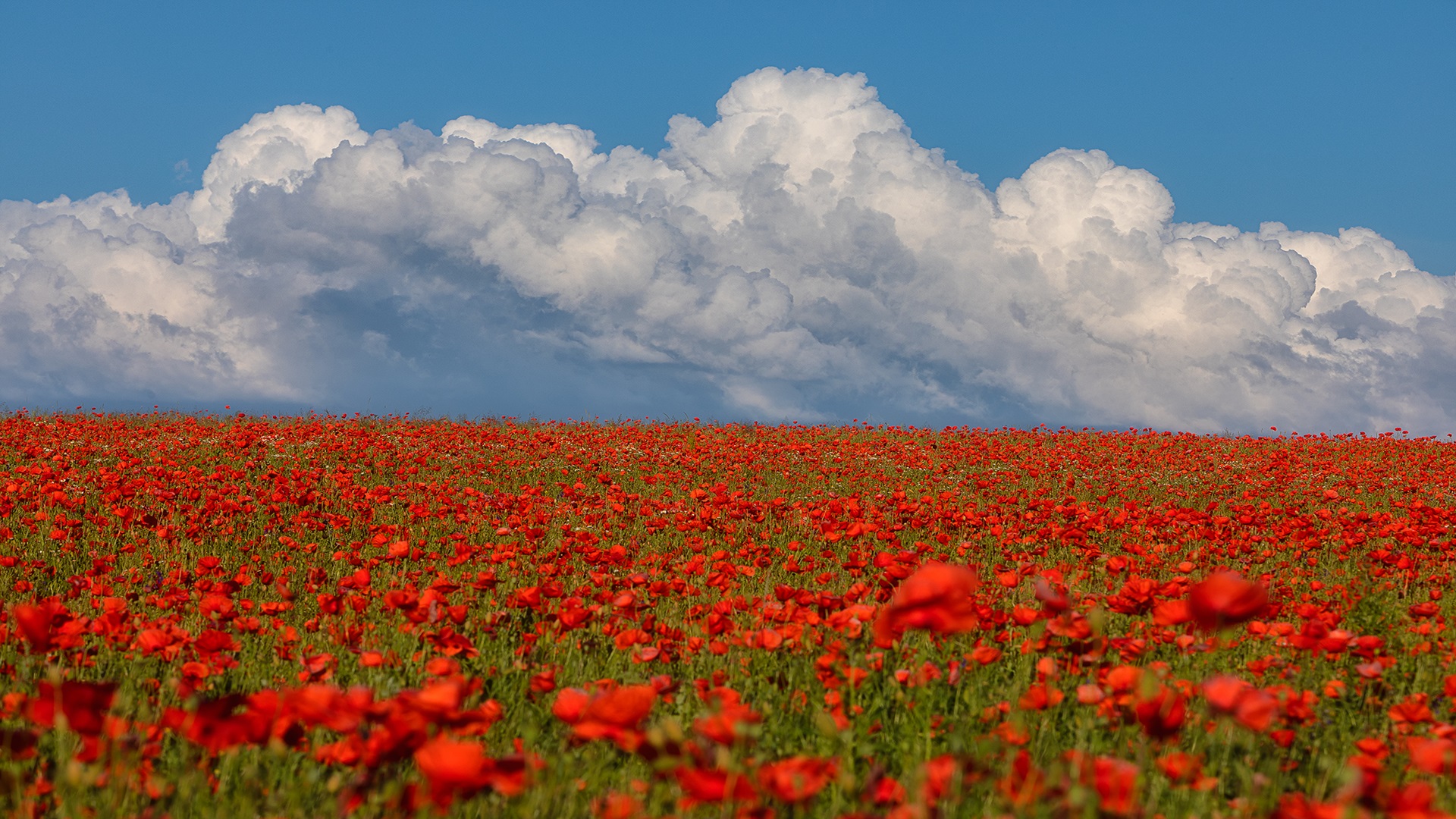 Flowers Plants Minimalism Clouds Red Blue White Outdoors Nature Field Alexander Pashenichev 1920x1080