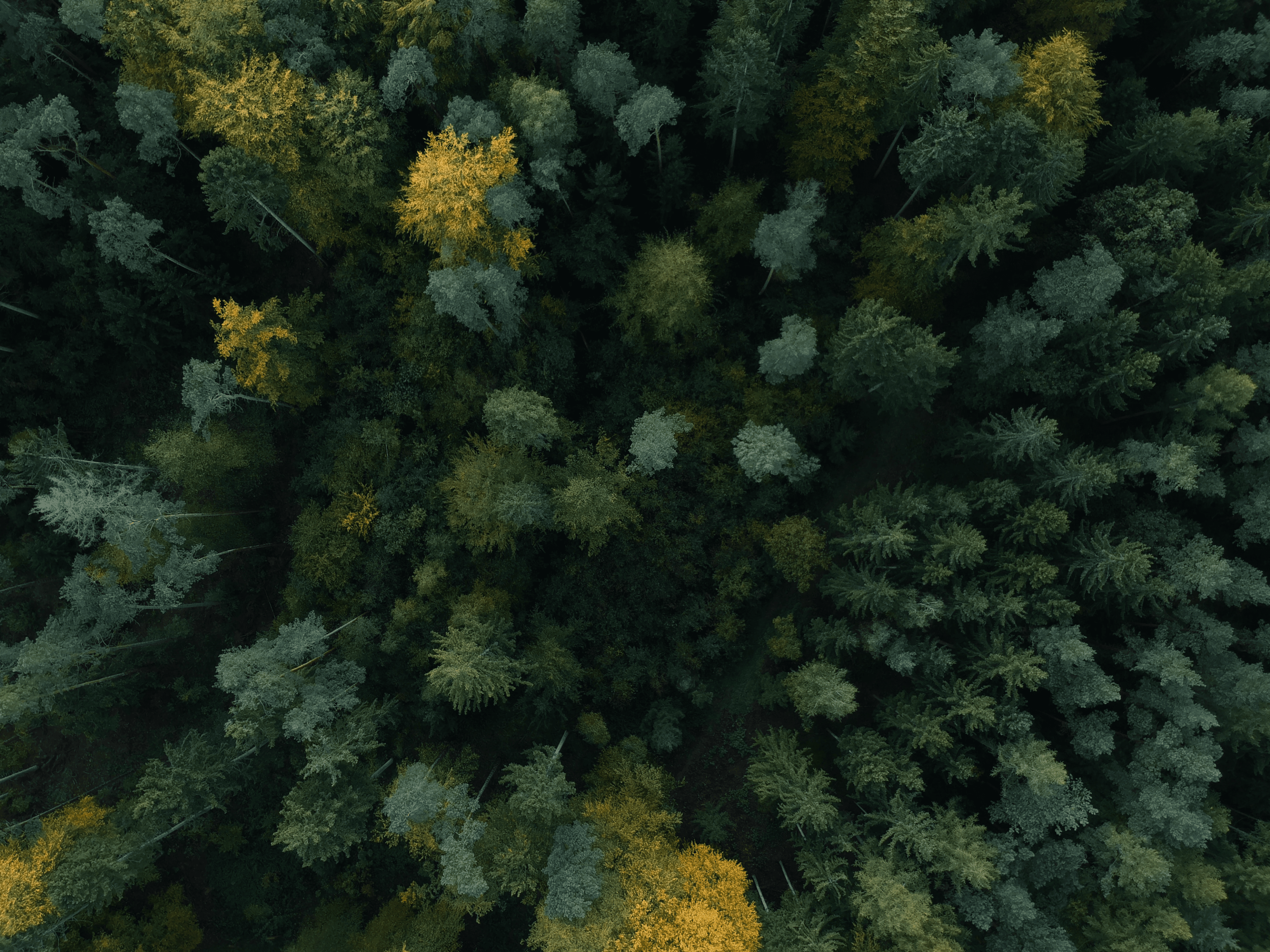 Nature Trees Fall Forest Drone Photo Aerial View Germany 3840x2880