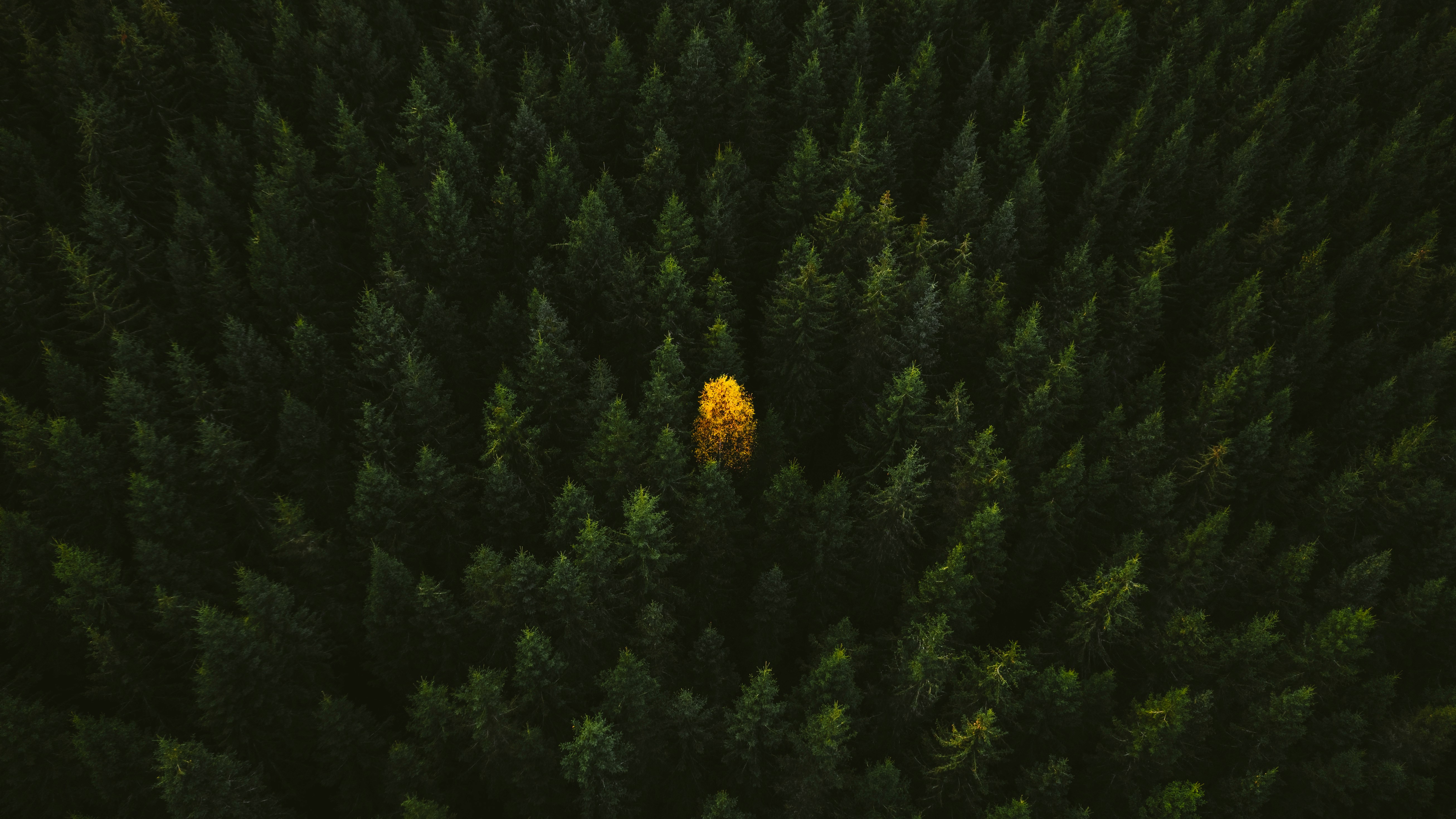 Nature Landscape Trees Forest Dark Low Light Isolated Pine Trees Alone Drone Photo Aerial View Vastr 5226x2940