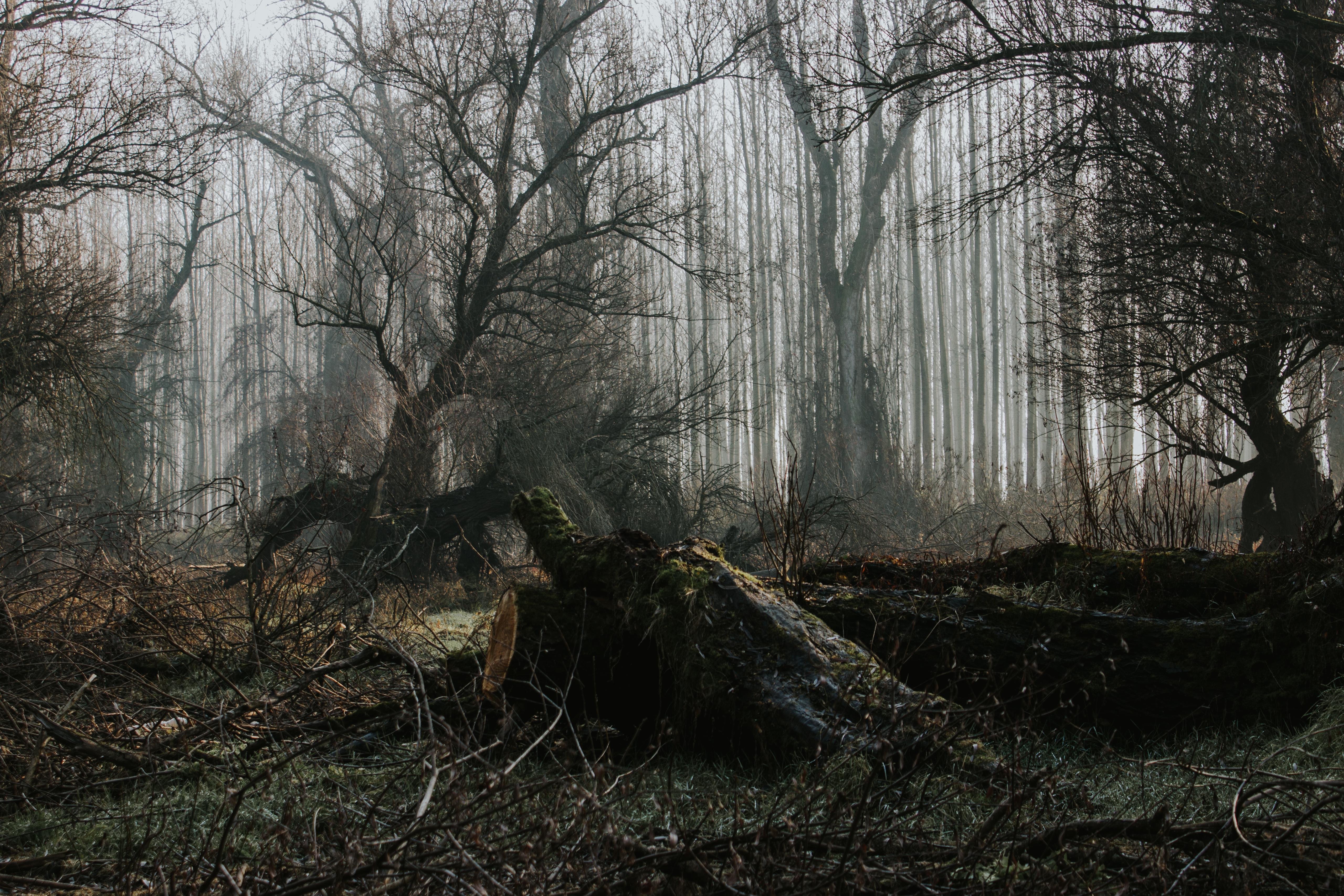 Nature Serbia Europe Trees Winter Fallen Tree Mist 5121x3414