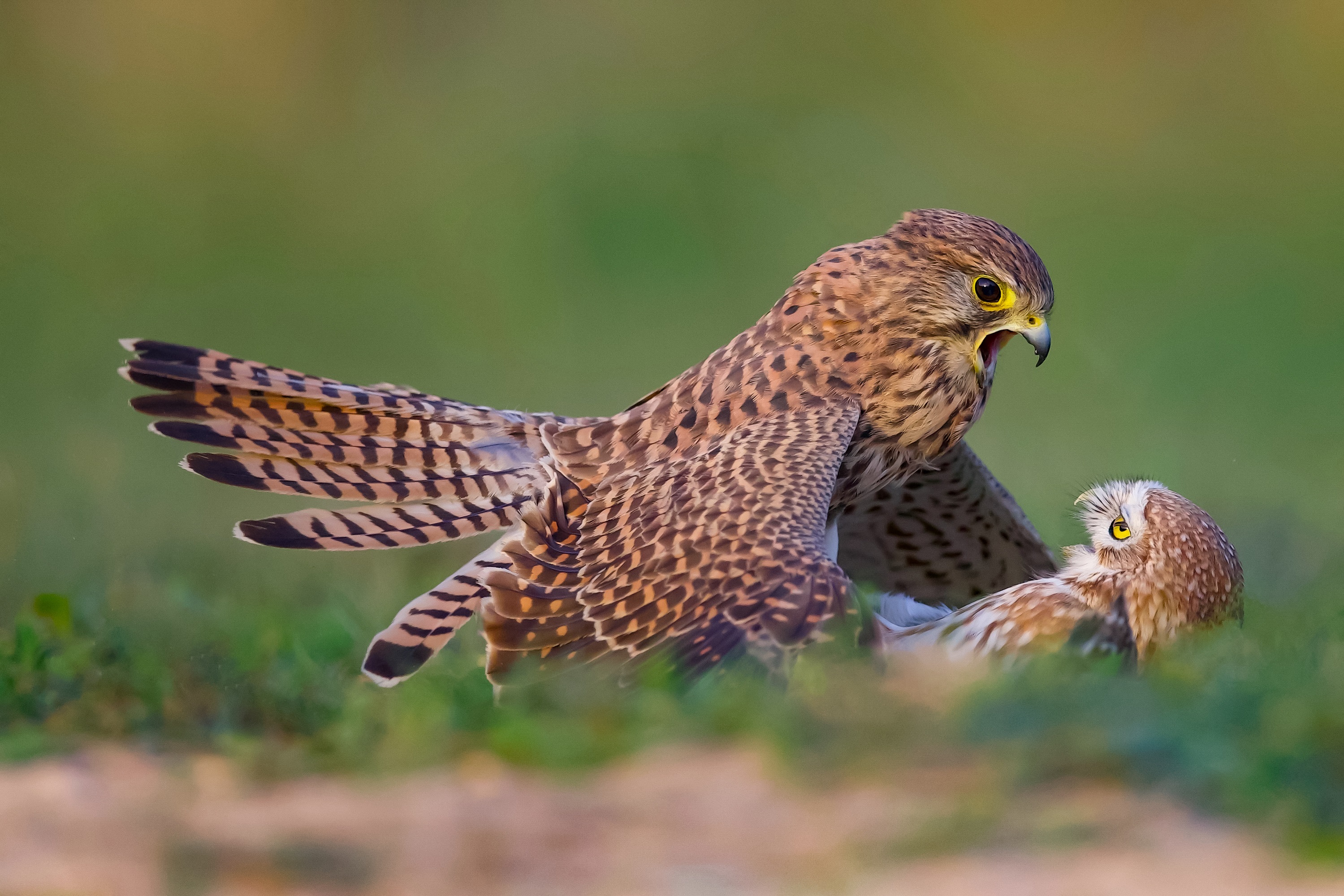 David Manusevich Animals Birds Bird Of Prey Fighting Hawks Feathers Open Mouth Beak Nature 2999x2000