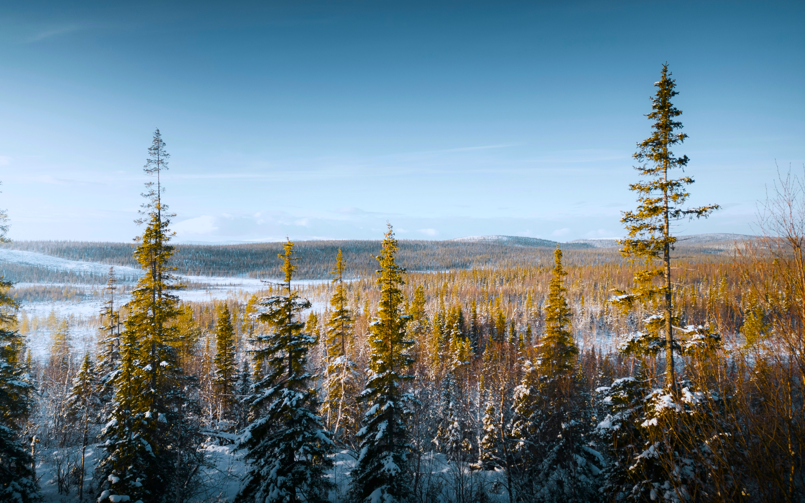 Nature Landscape Trees Winter Spruce Forest Snow Far View North Russia 2560x1600