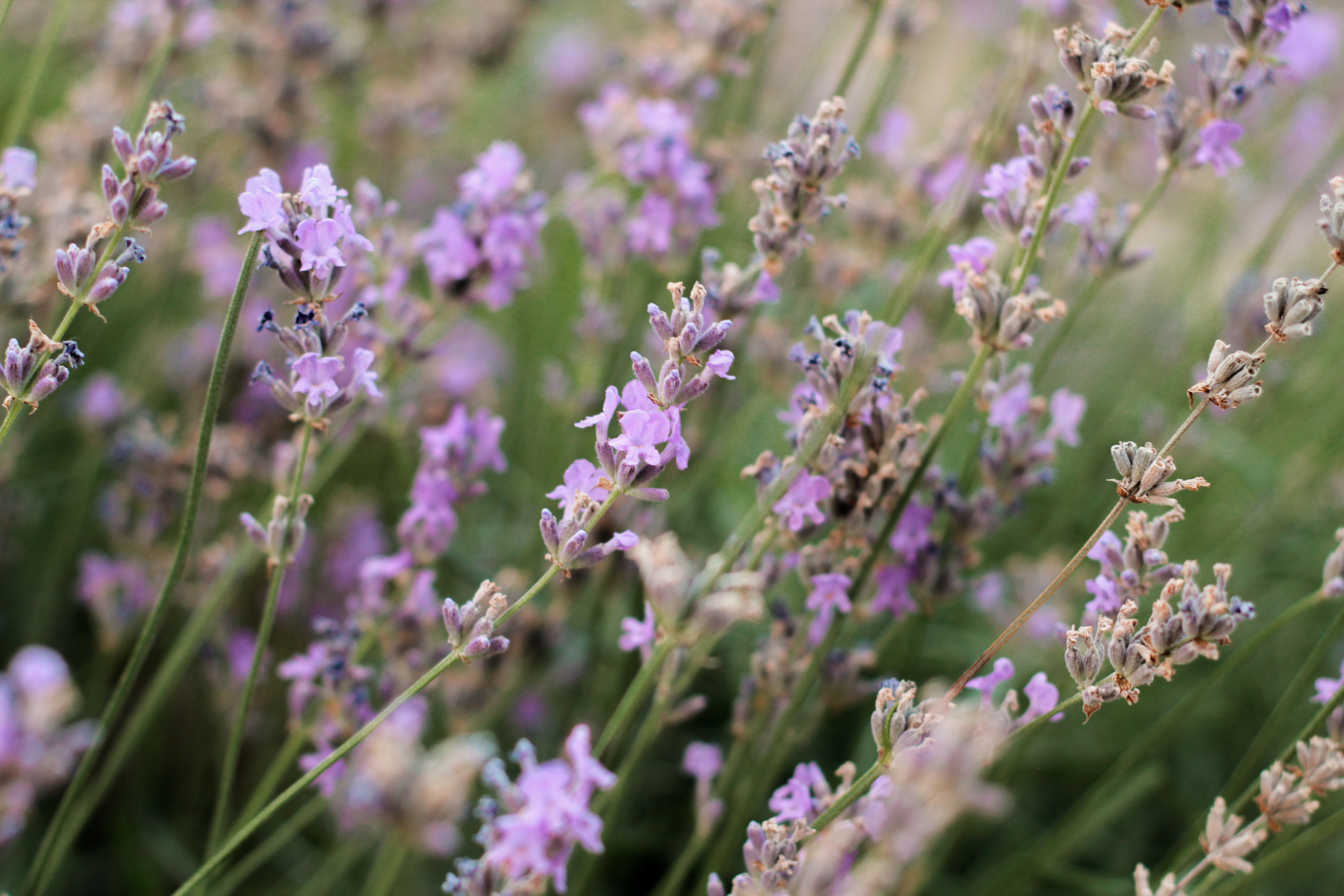 Pink Flowers Nature Flowers Plants Green 4000x2667