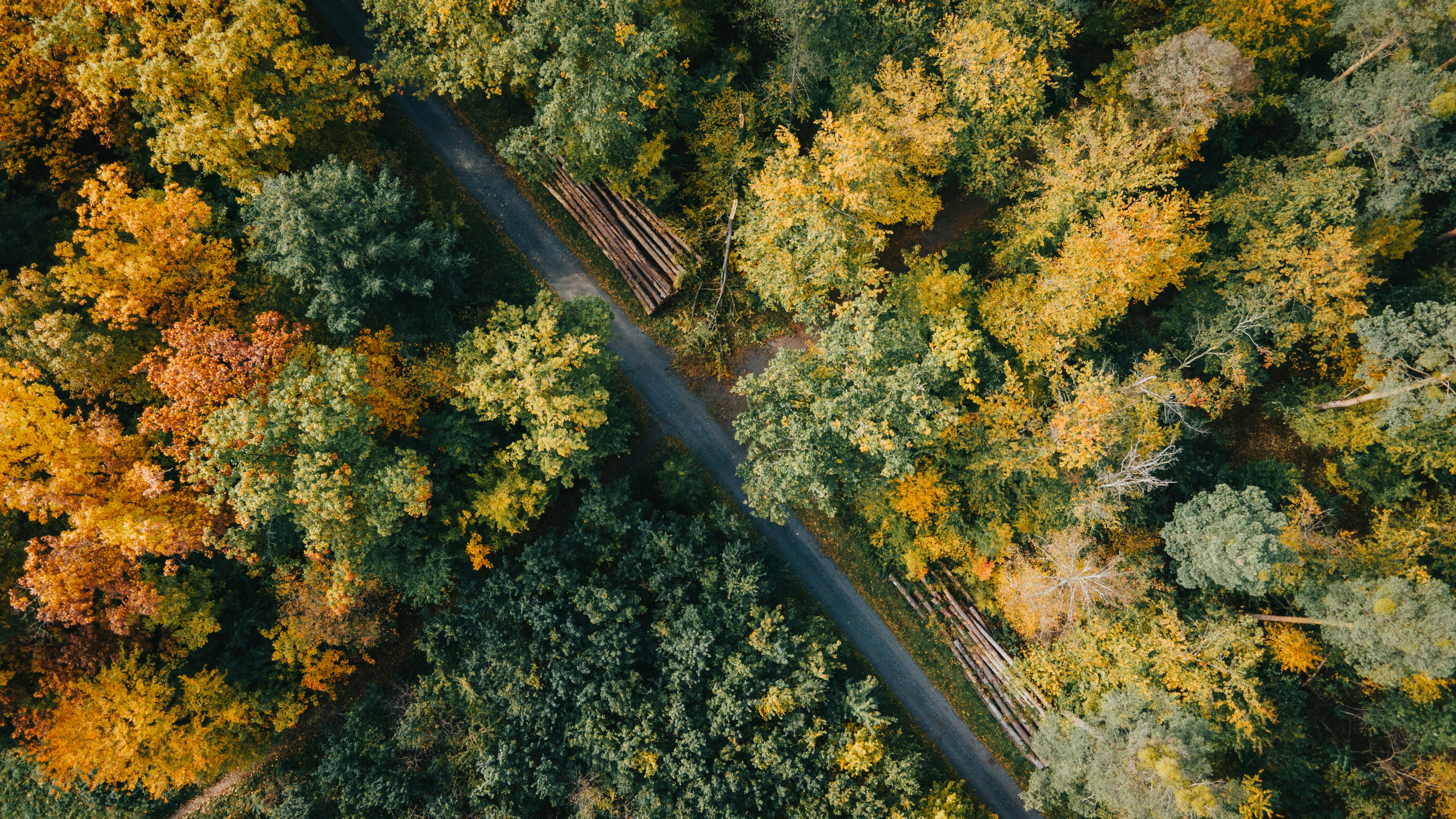 Nature Road Asphalt Trees Fall Wood Plants Drone Photo Aerial View Germany Pascal Scholl 4000x2250