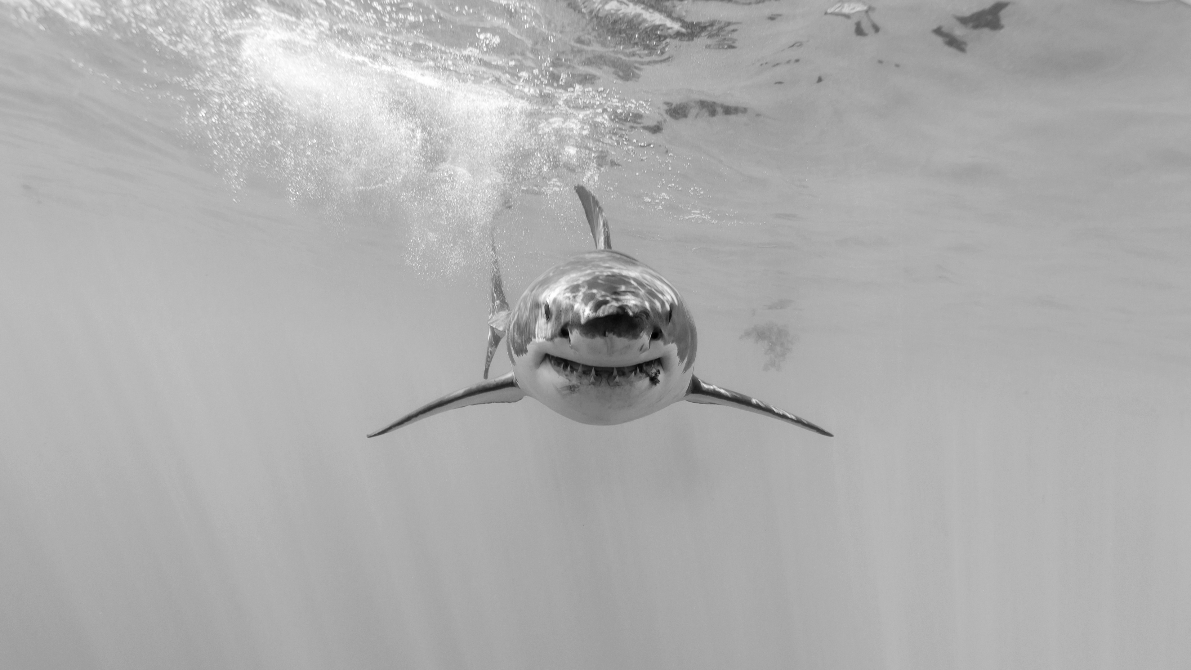 Nature Shark Great White Shark Animals Underwater Fish Fangs Monochrome 3840x2160