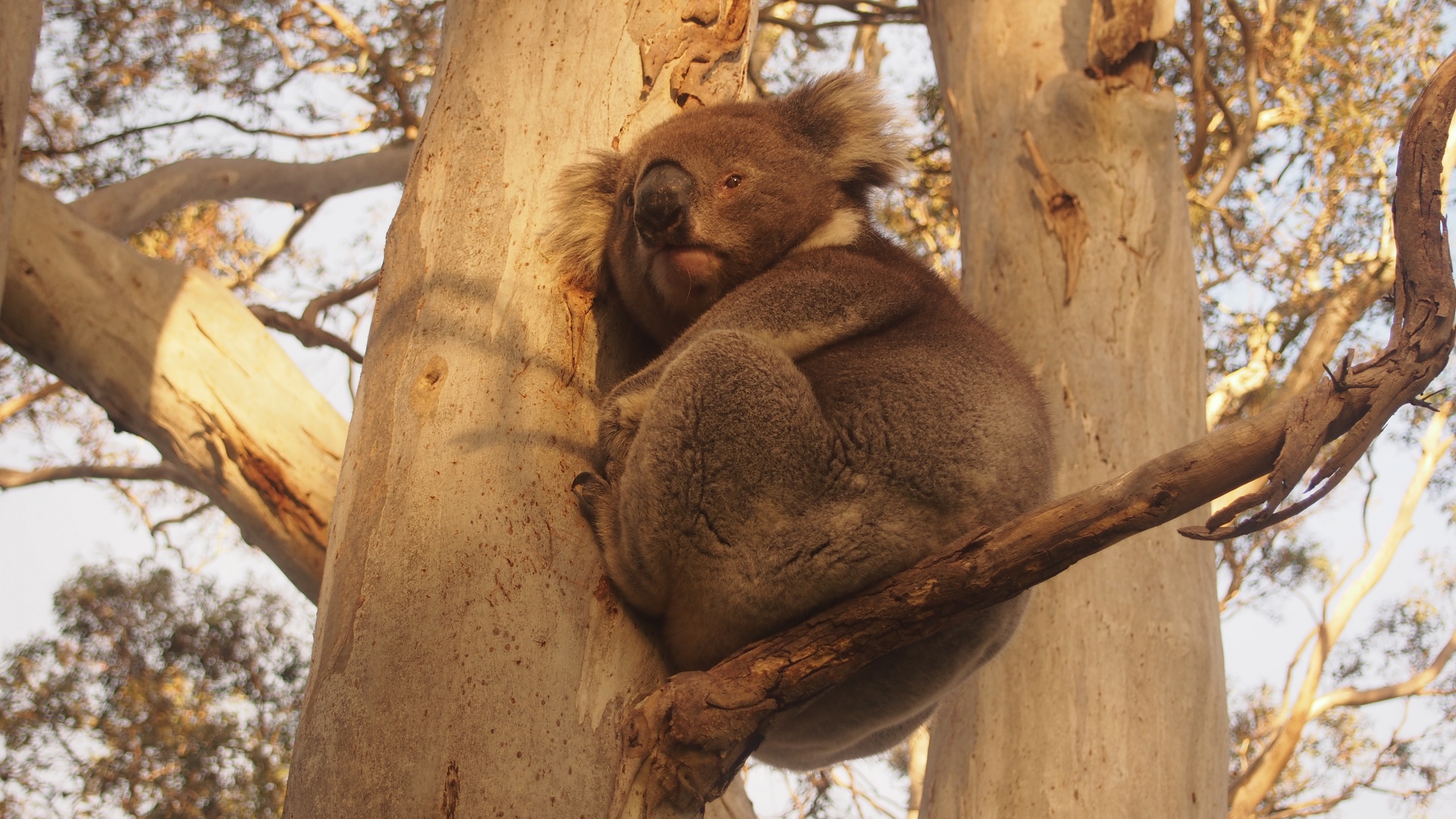 Koalas Australia South Australia Wildlife Nature Animals Marsupial ...