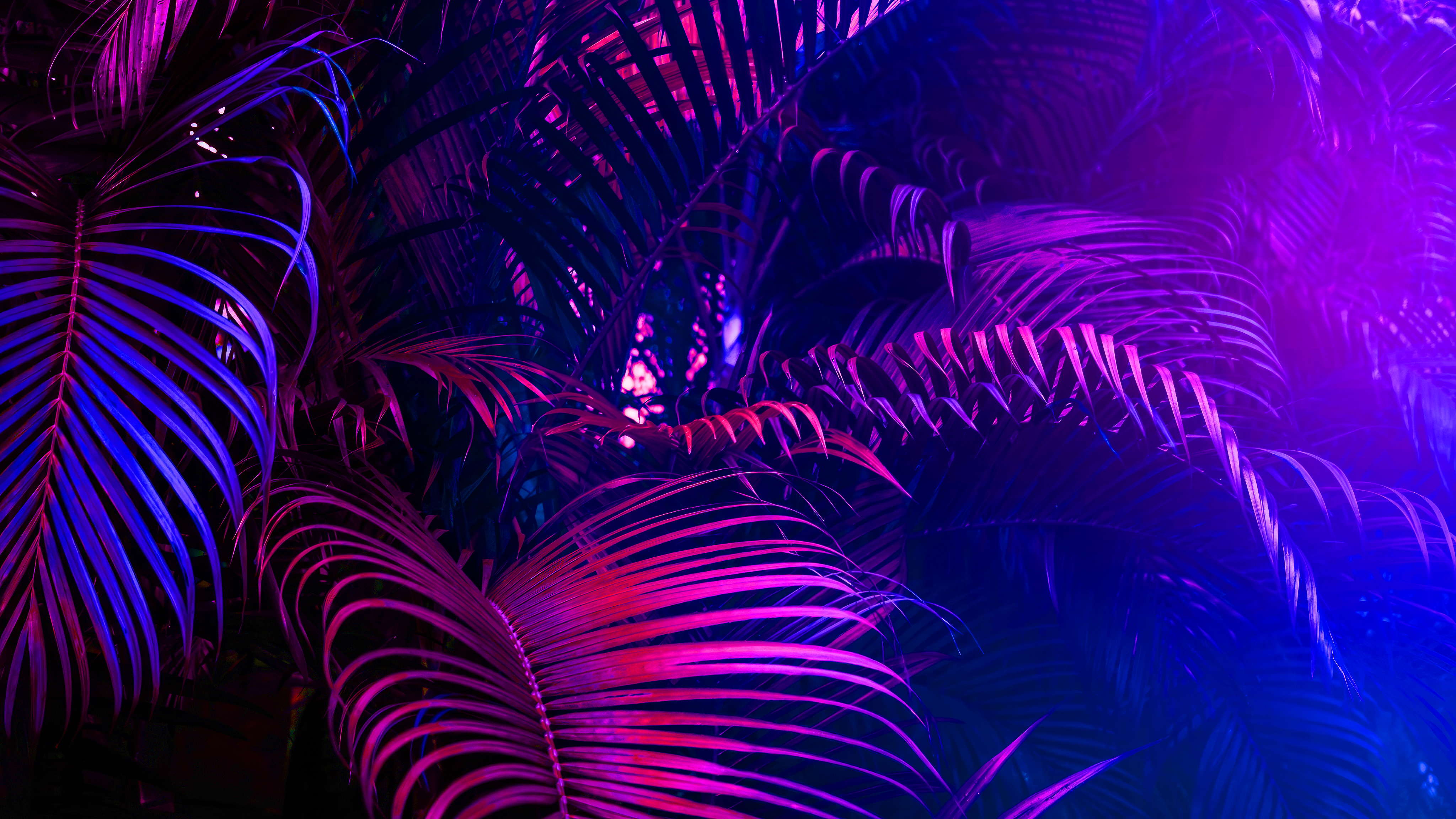 Ferns Blue Pink Red Neon Bright Plants 4096x2304