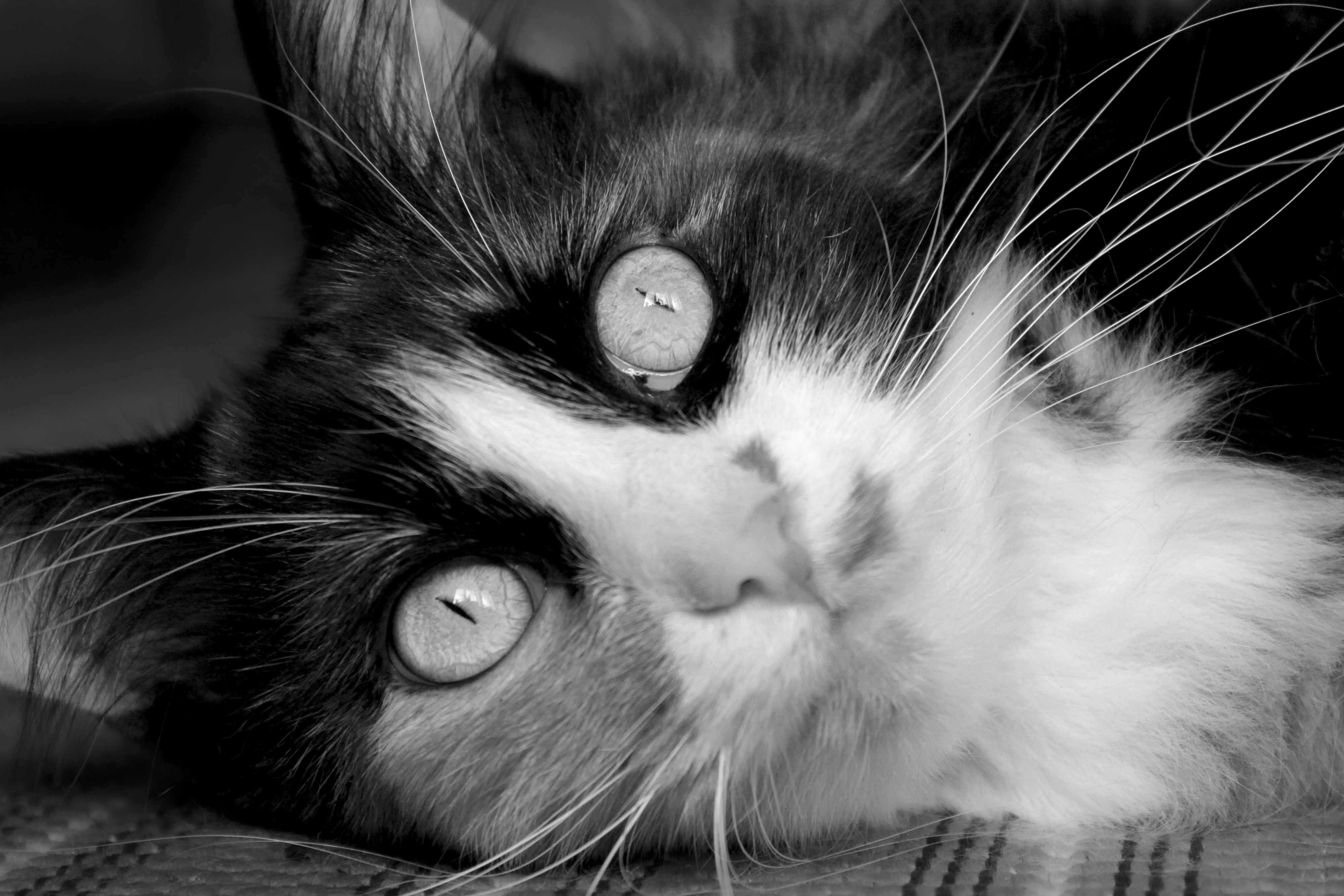 Cats Animals Pet Monochrome Cat Eyes Whiskers Feline Mammals Indoors Closeup 4000x2667