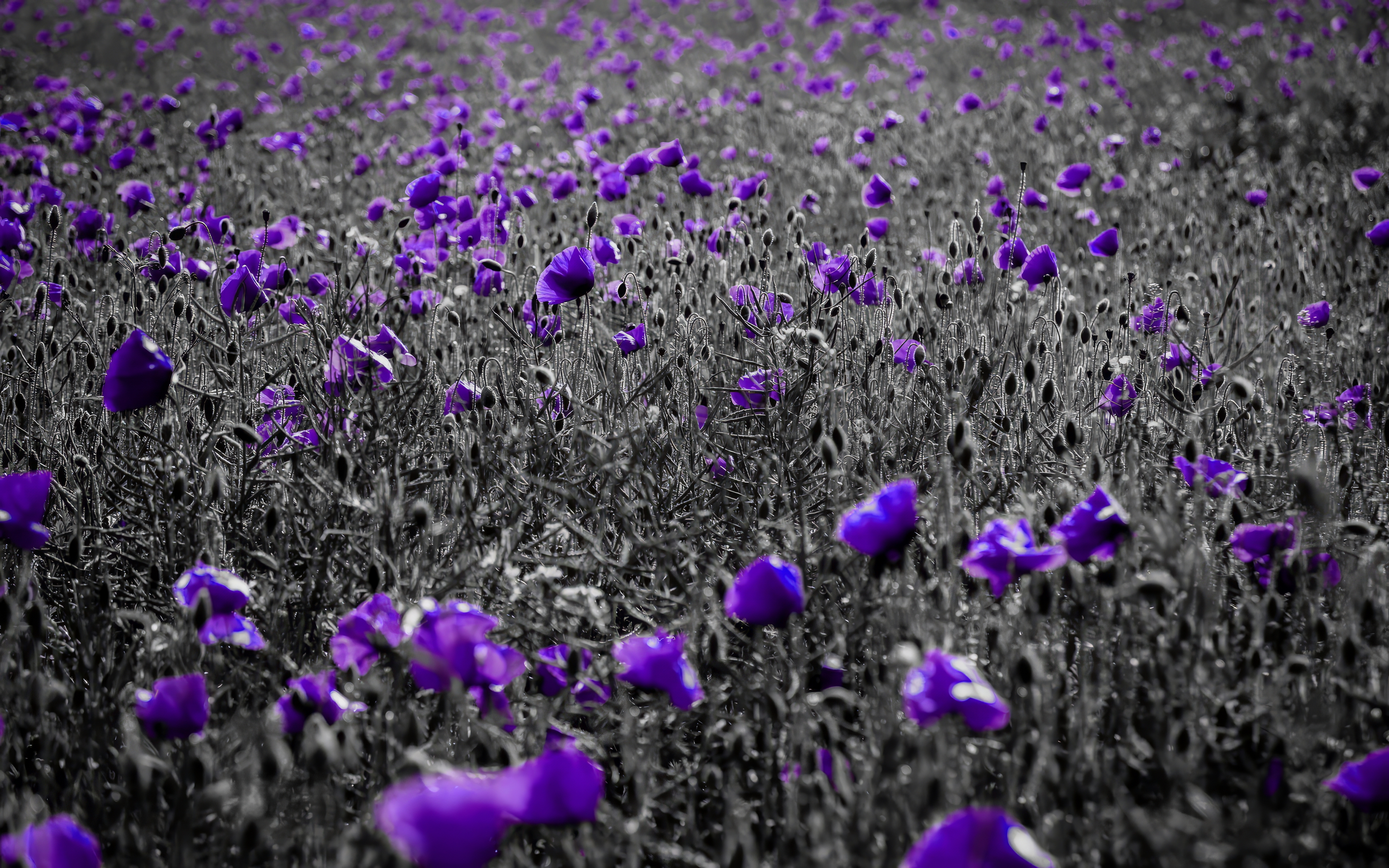 Purple Flowers Black Selective Coloring Poppies 3840x2400