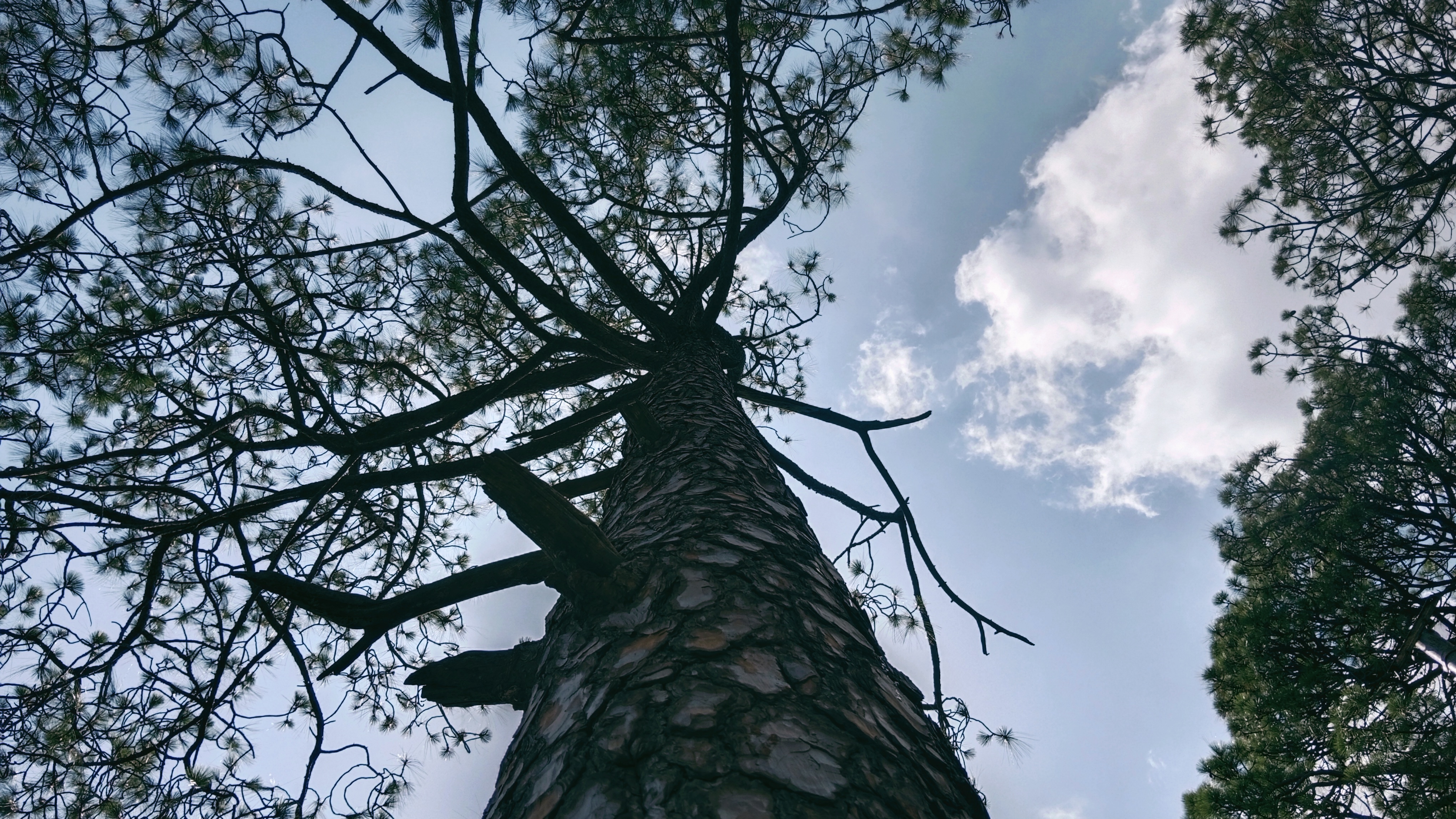 Trees Nature Clouds Tree Bark Plants Worms Eye View 4080x2296