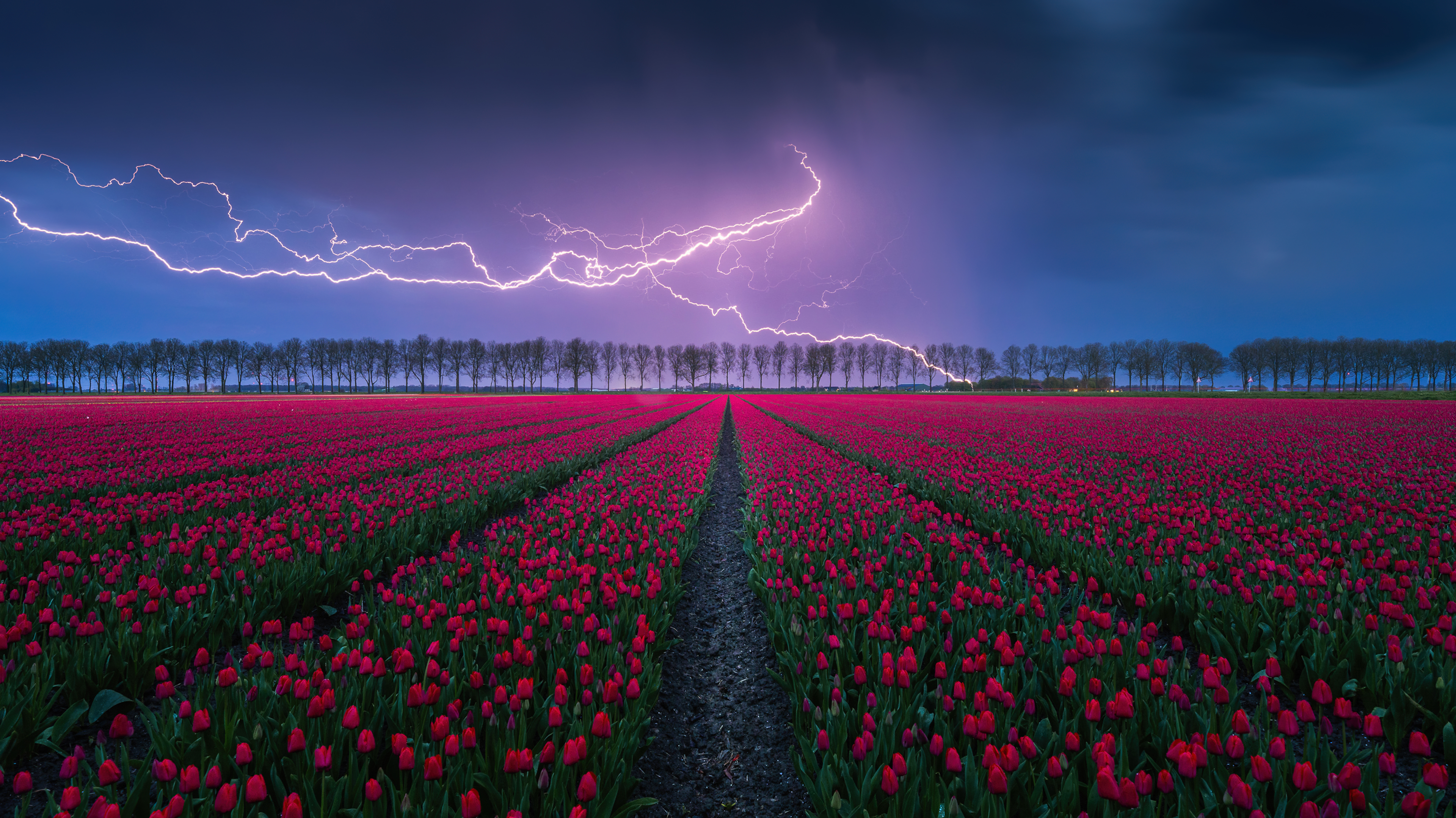 Landscape Photography Nature Field Tulips Lightning Storm Clouds Sky Tulips Farm 4K 3840x2160