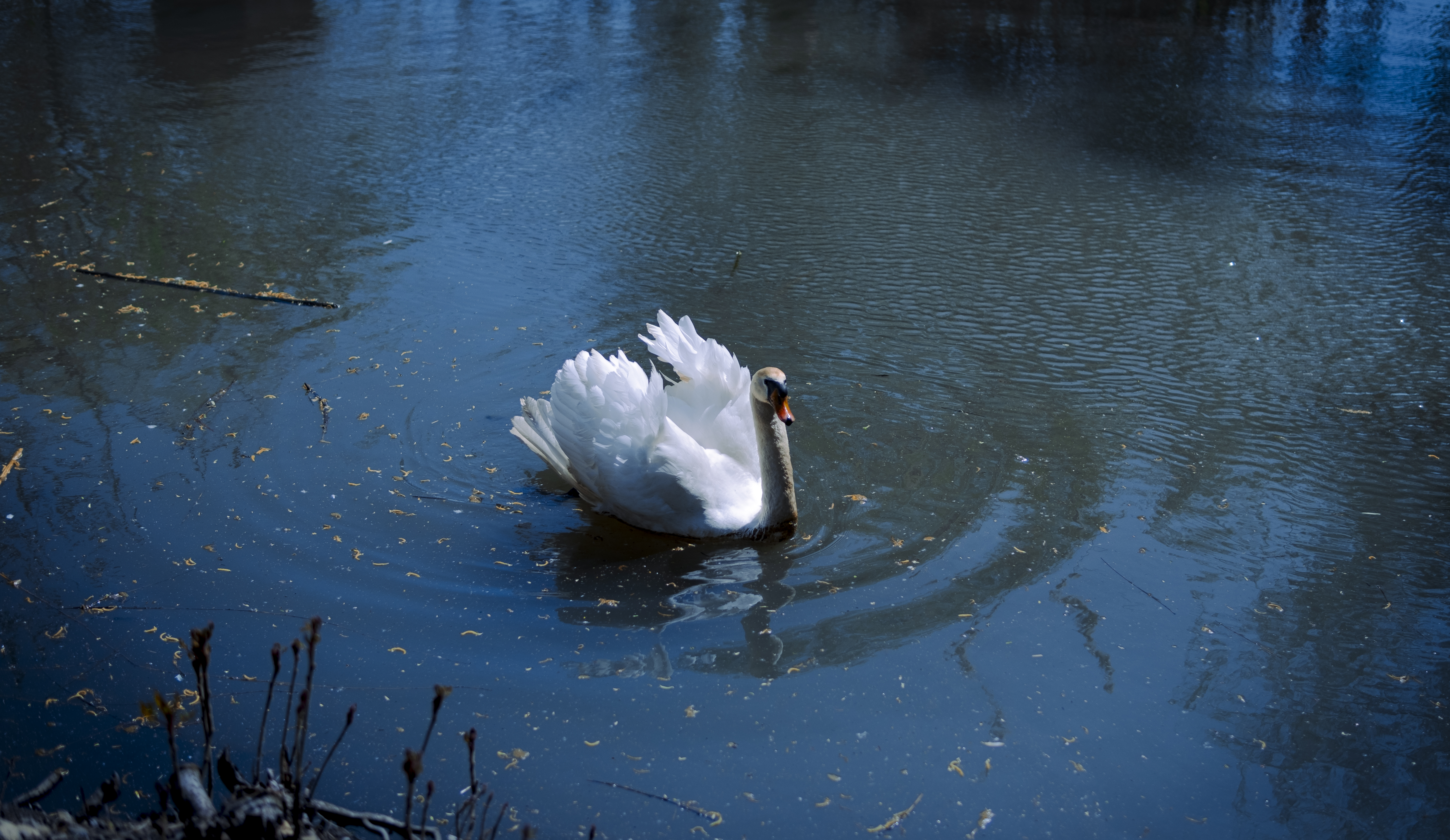 Swan Lake Nature Water Photography 6149x3562