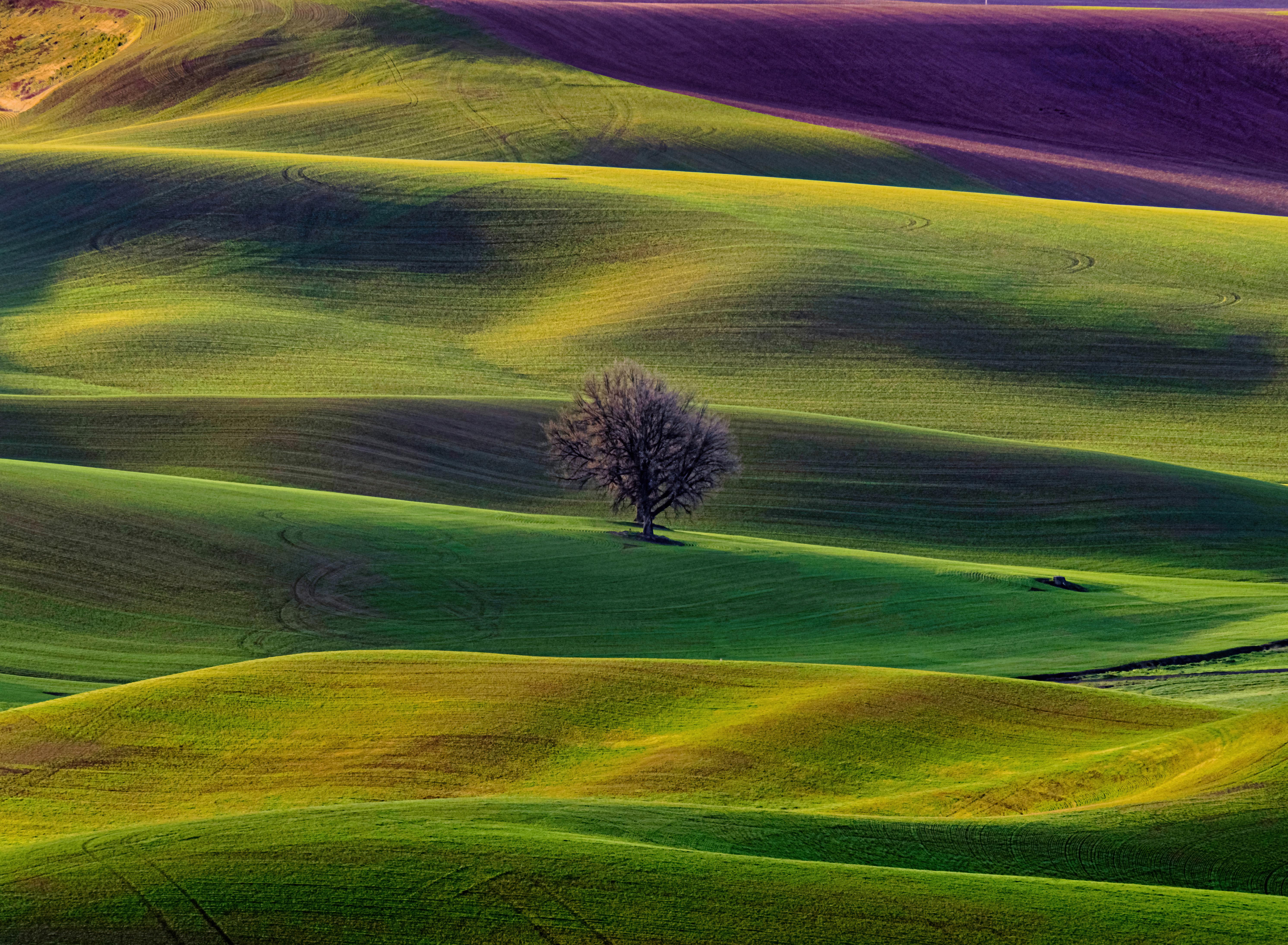 Landscape Aerial View Nature Field Lavender Grass Hills Washington State USA Palouse 5967x4377