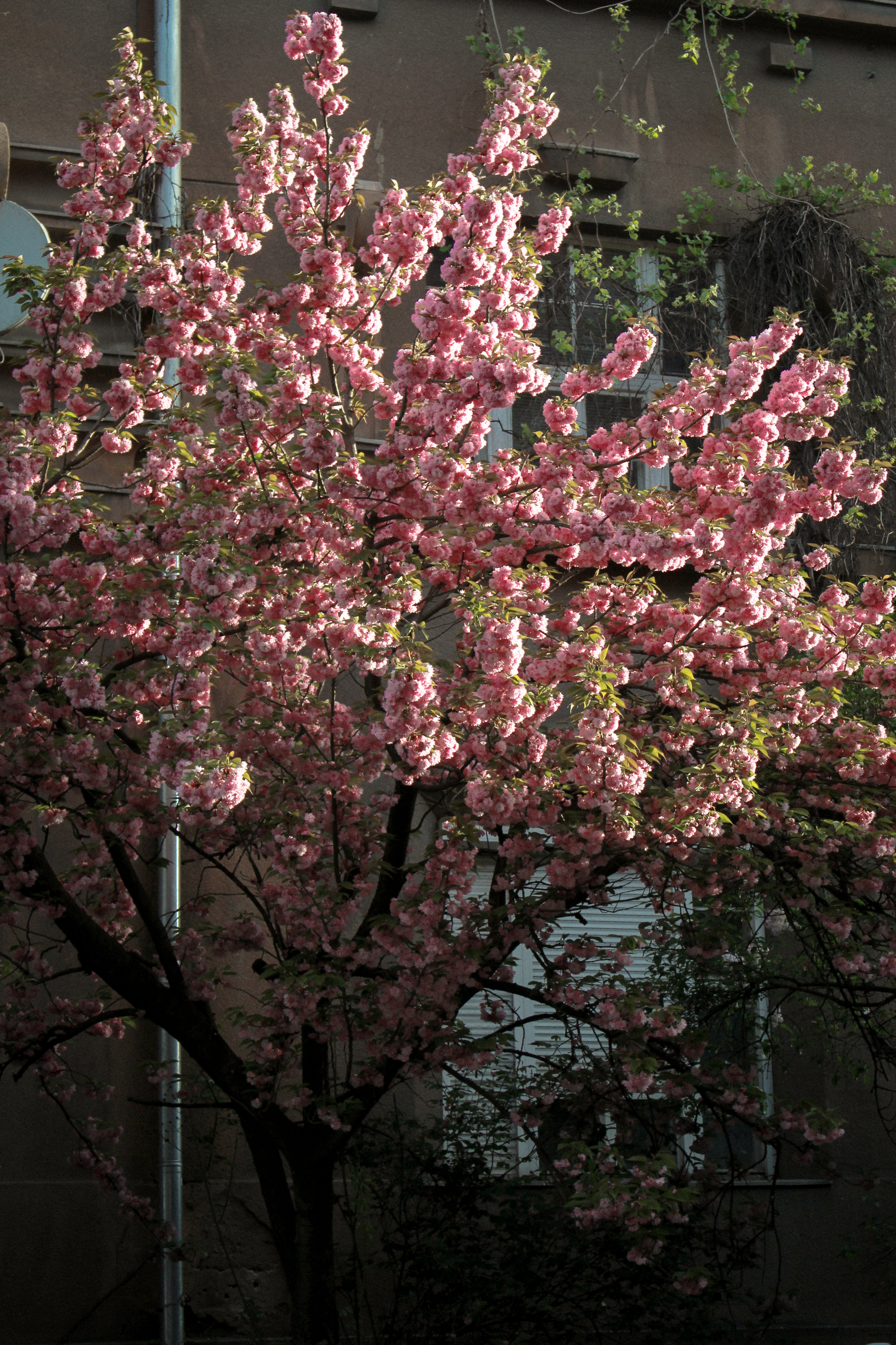 Cherry Blossom Pink Flowers Nature Plants Trees Flowers Outdoors Sunlight 2667x4000