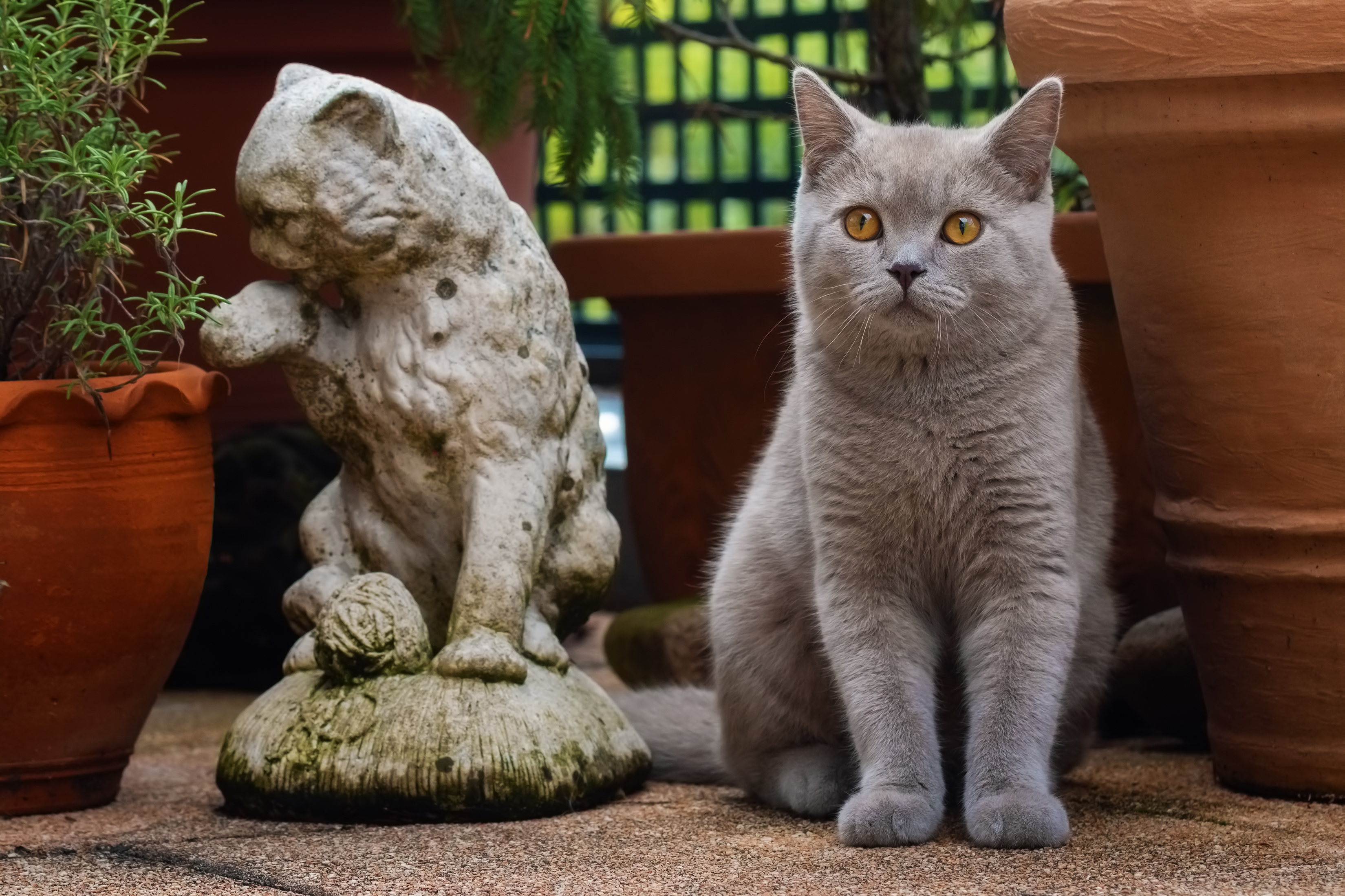 Animals Cats Feline Mammals Statue Plants Plant Pot 3300x2200