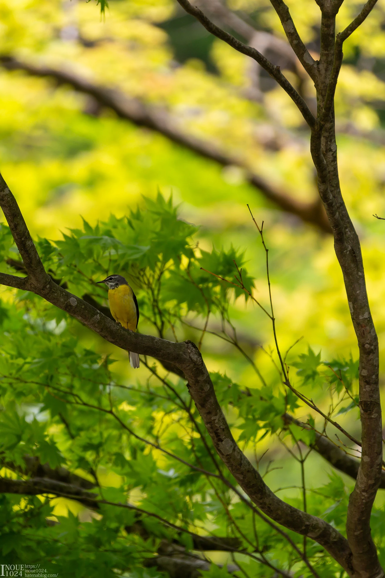 Portrait Display Wagtail Green Background Japan Nature Branch Birds Trees Leaves 1280x1920