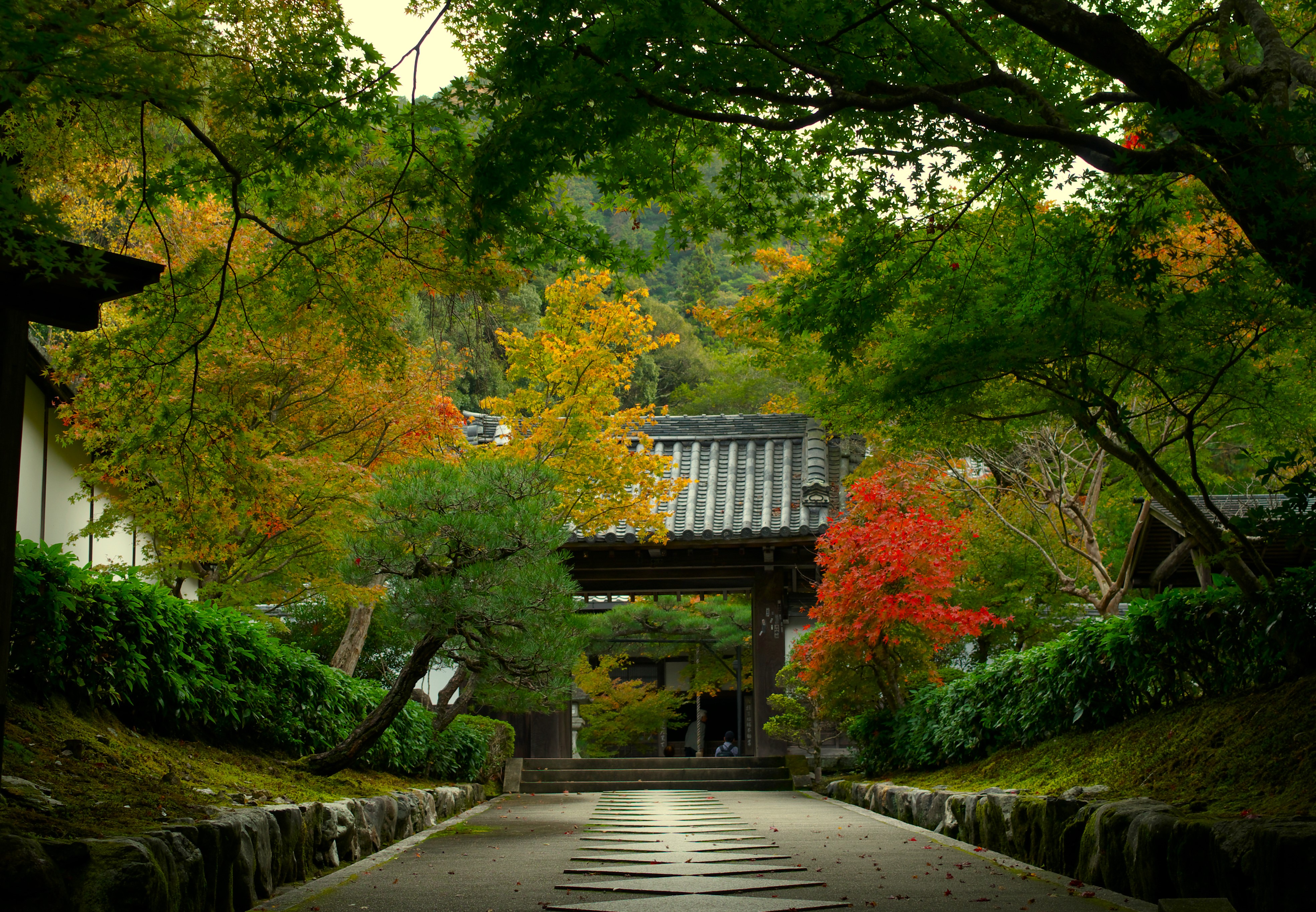Nature Trees Plants Leaves Fall Branch Fallen Leaves Asian Architecture Kyoto Japan 3937x2729