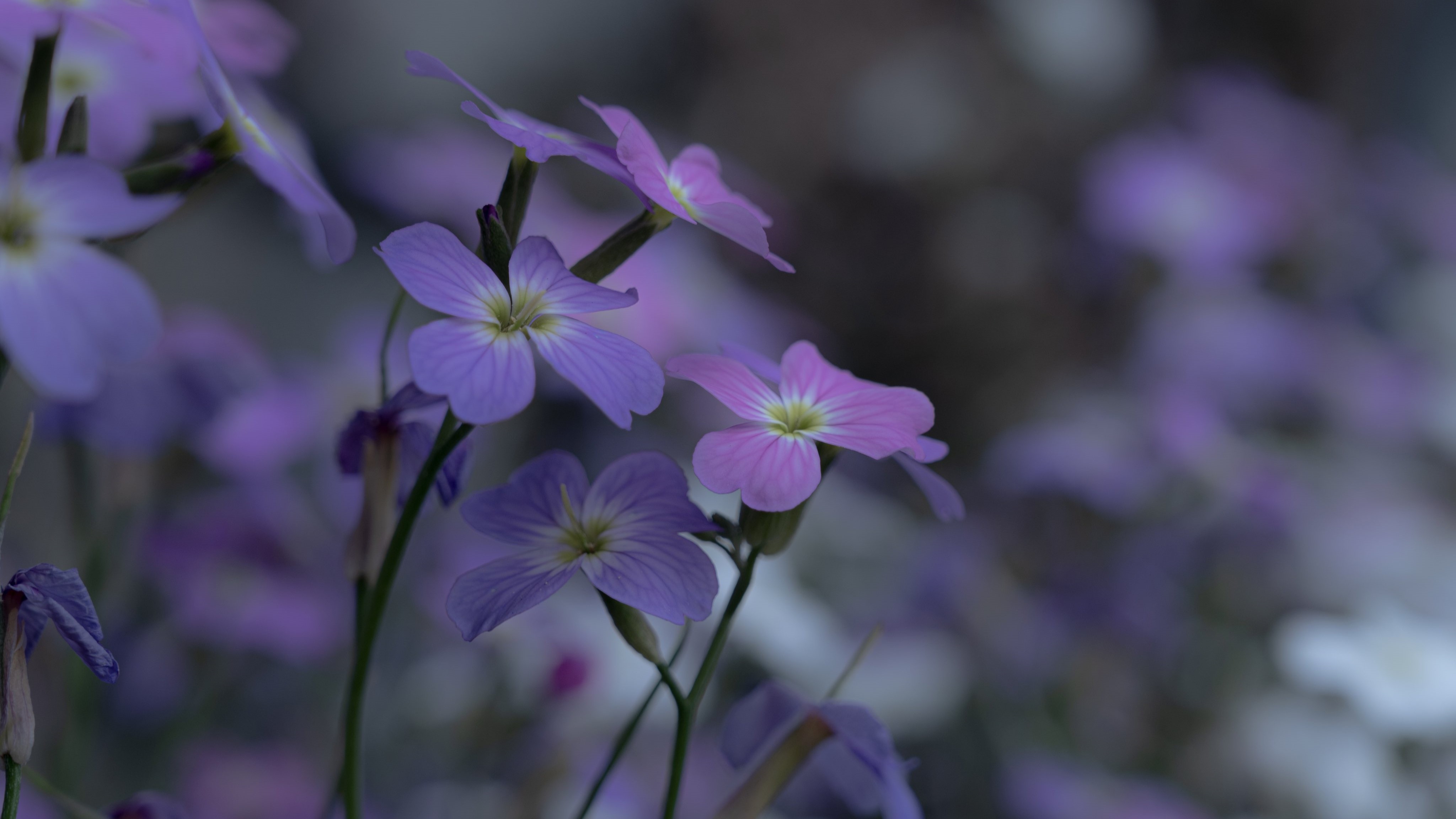 Okayu Photography Nature Flowers Blurry Background Closeup Macro 4096x2304