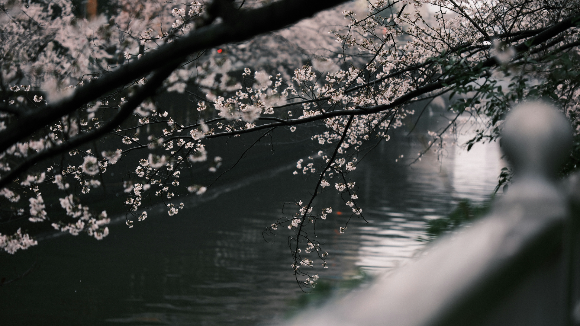 Cherry Blossom Nature Flowers Branch Trees Water Railing Tokyo Japan Vibes 1920x1080