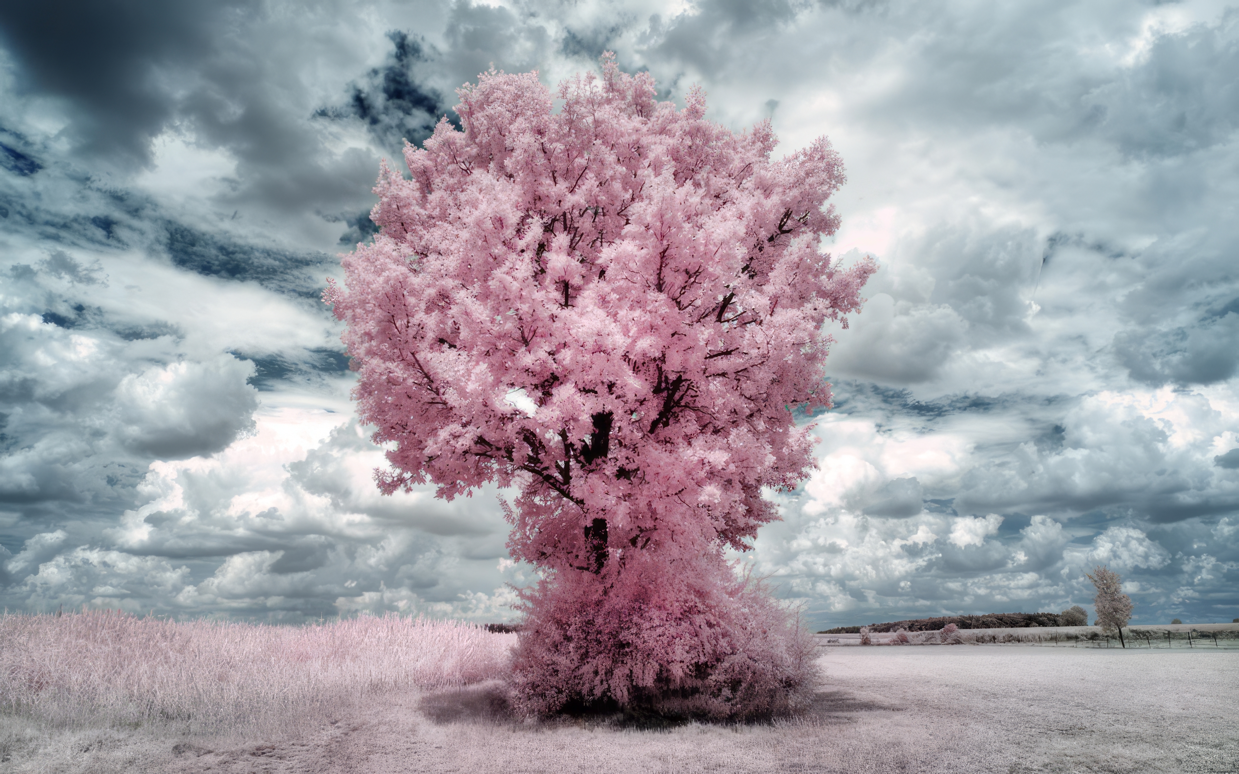 Trees Pink Clouds Infrared Surreal White Pastel 4096x2560