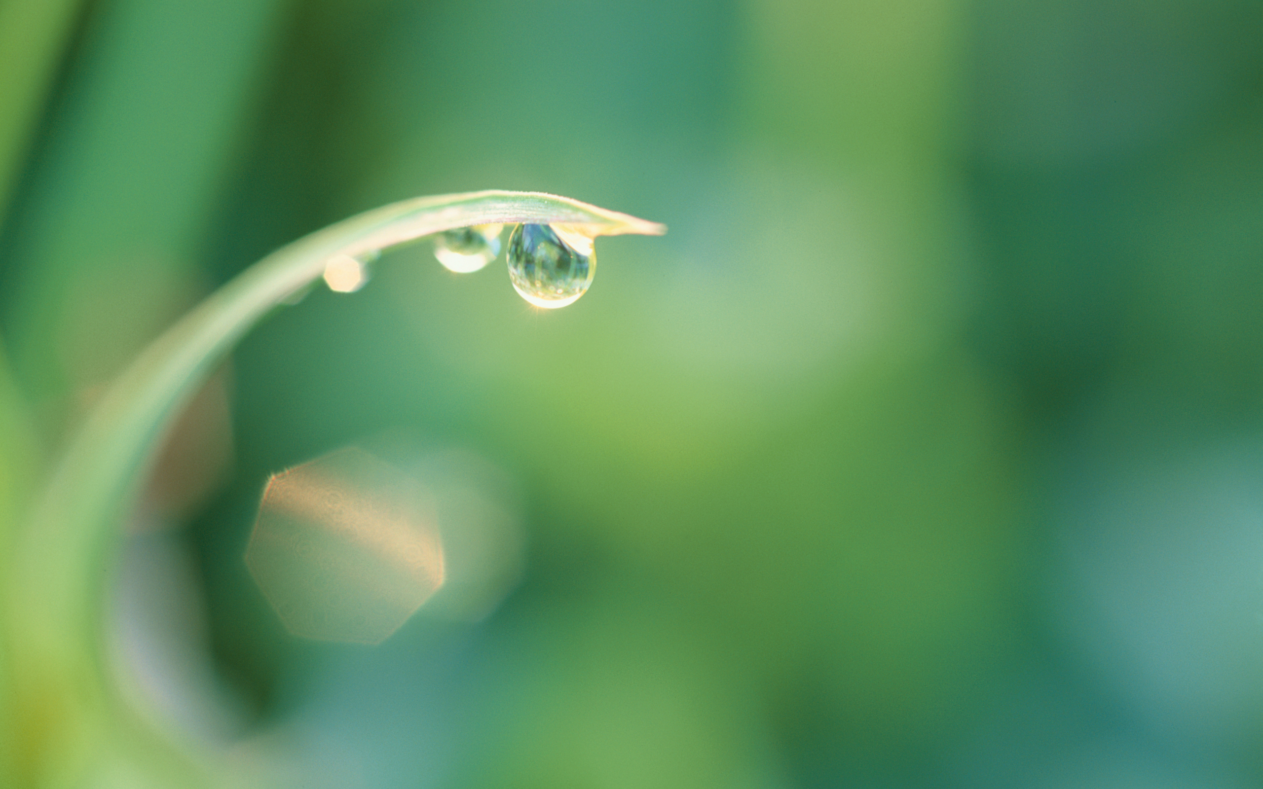 Grass Macro Water Drops Green Bokeh 2560x1600