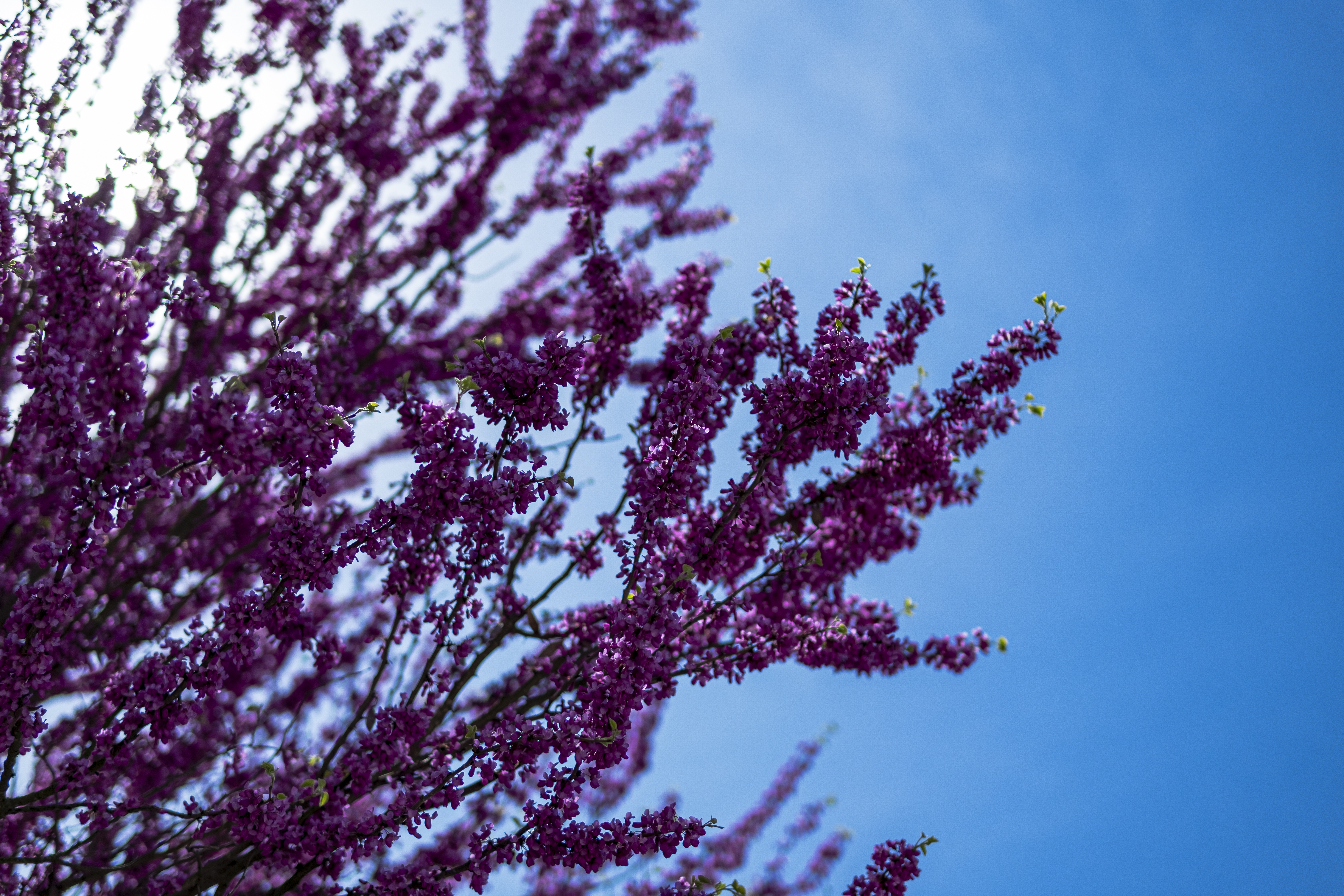 Lilac Nature Plants Trees Sky Depth Of Field Photography 6240x4160