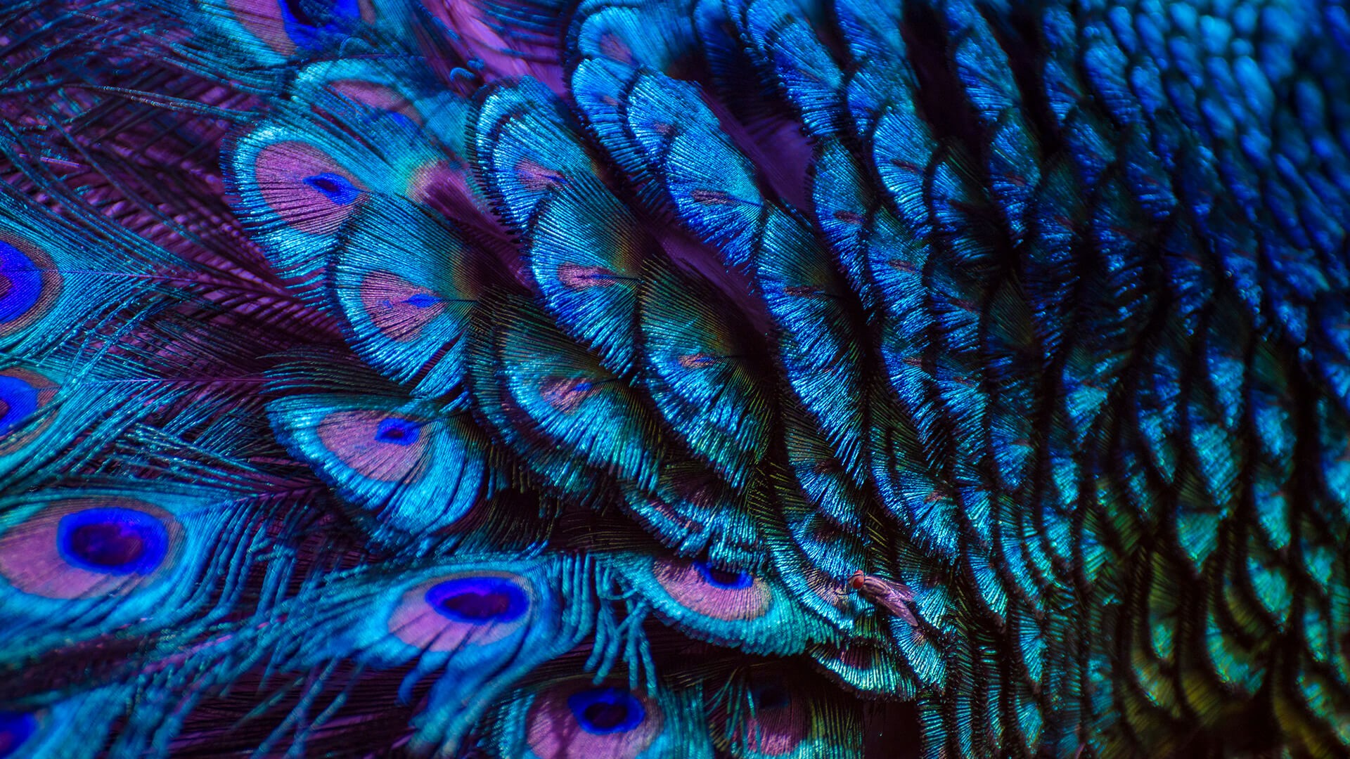 Feathers Blue Closeup Peacock Feathers Iridescent Nature Birds 1920x1080