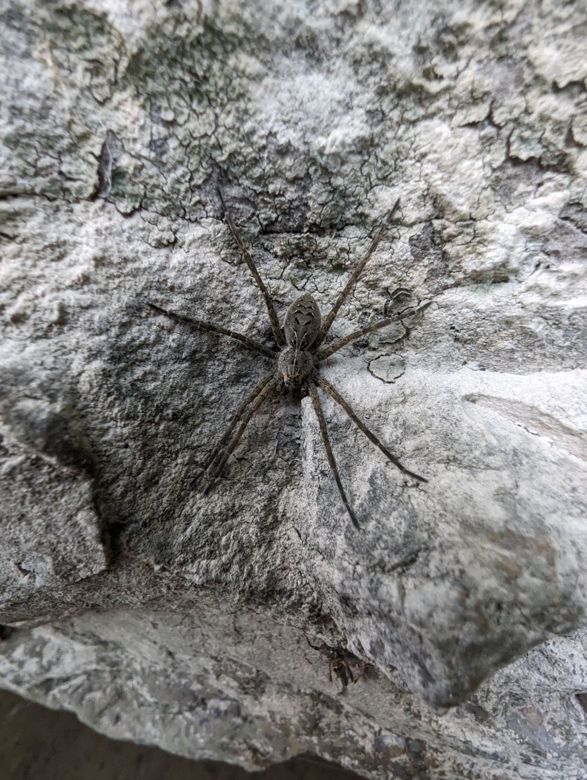 Spider Rocks Arachnid Animals Nature Outdoors 1204x1599