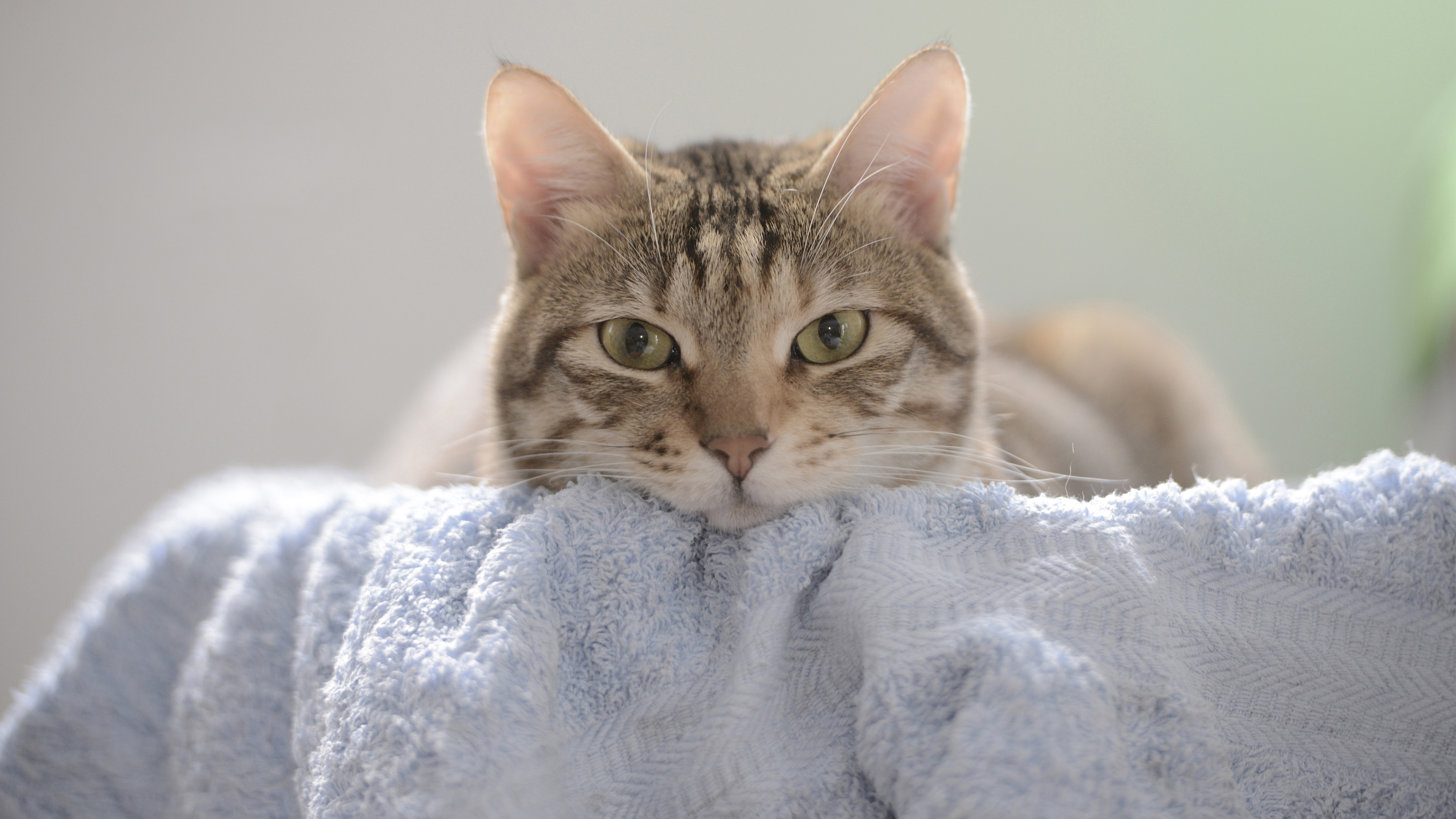 Animals Cats Feline Mammals Towel Indoors Closeup 3840x2160