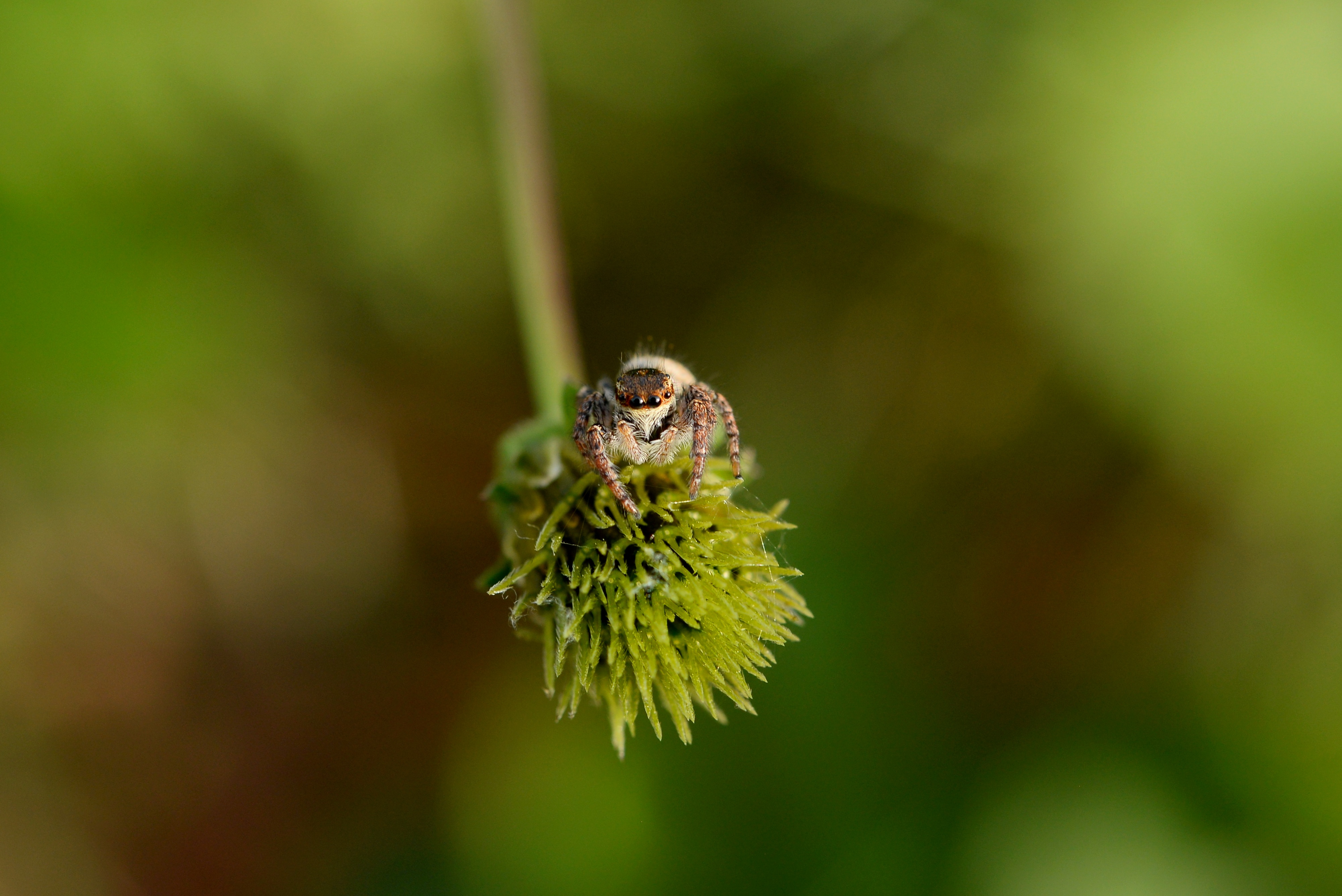 Nature Spider Green Macro Closeup Photography Arachnid Plants 4002x2672
