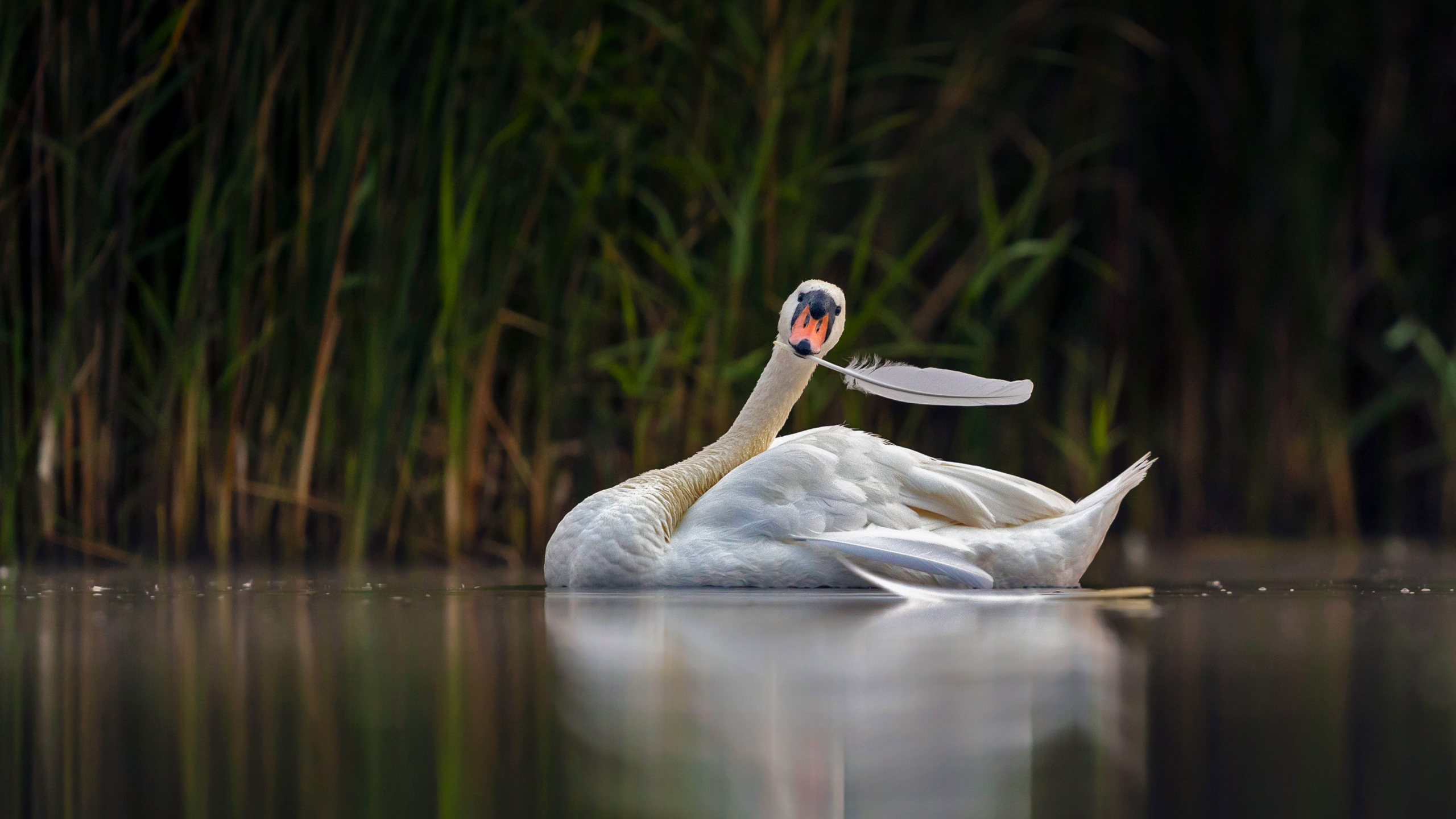 Nature Plants Water Swans White Birds Feathers Depth Of Field Bing Animals Reflection Outdoors 2560x1440