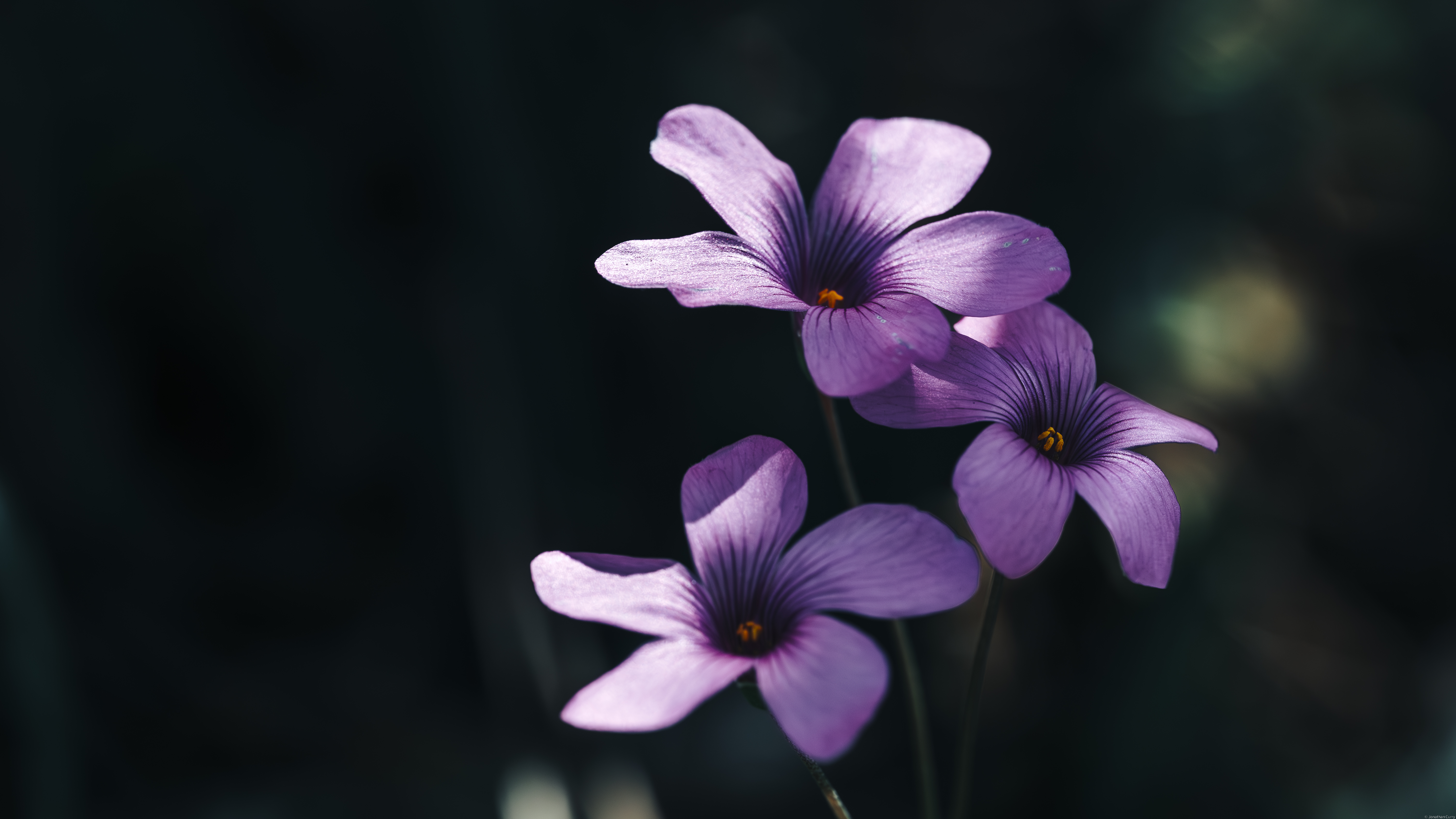 Flowers Plants Petals Purple Flowers Nature Macro Closeup Bokeh Photography Jonathan Curry 6016x3384