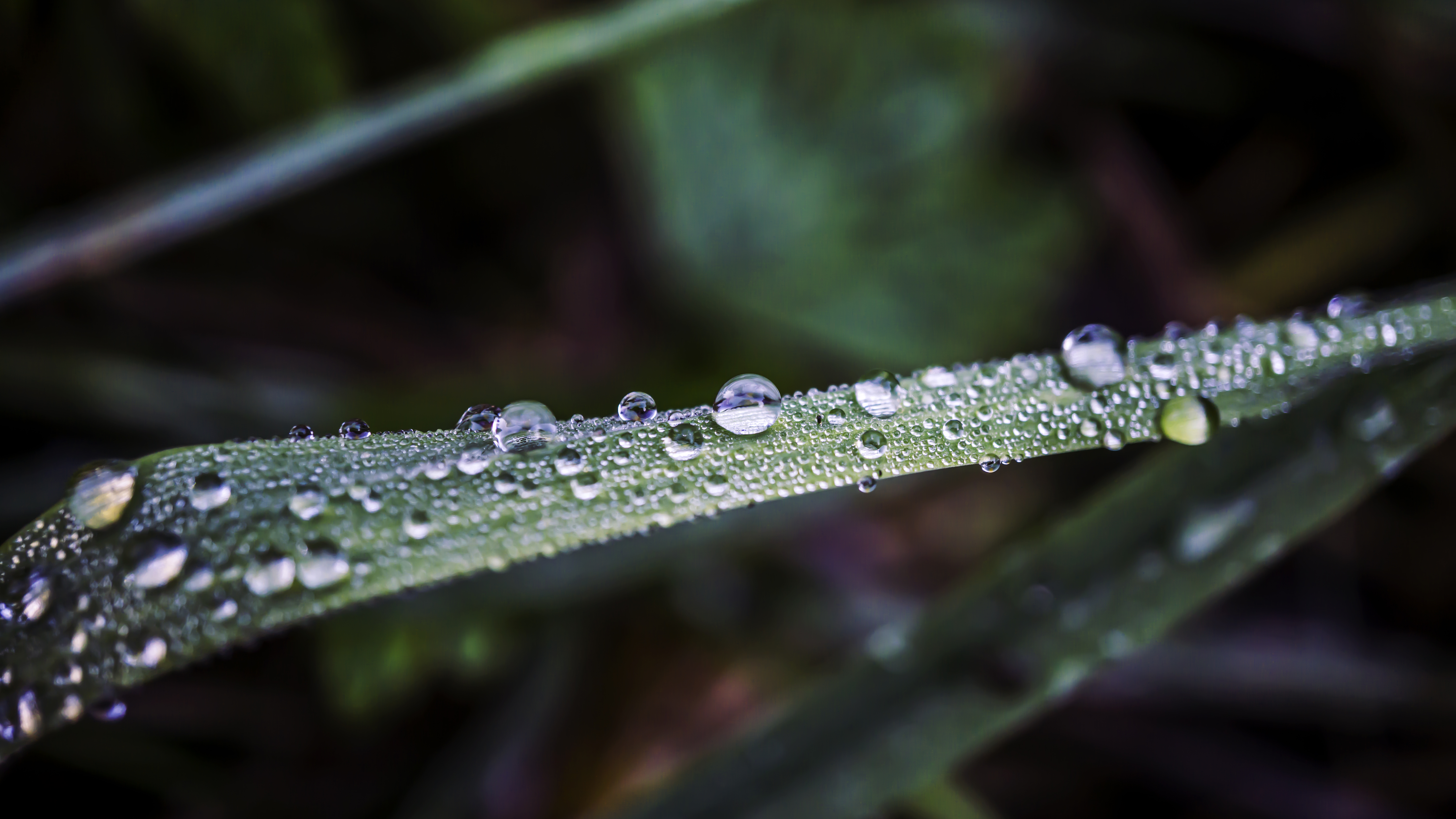 Nature Water Drops Grass Macro Green Closeup Blurred Photography Water Depth Of Field 6000x3376