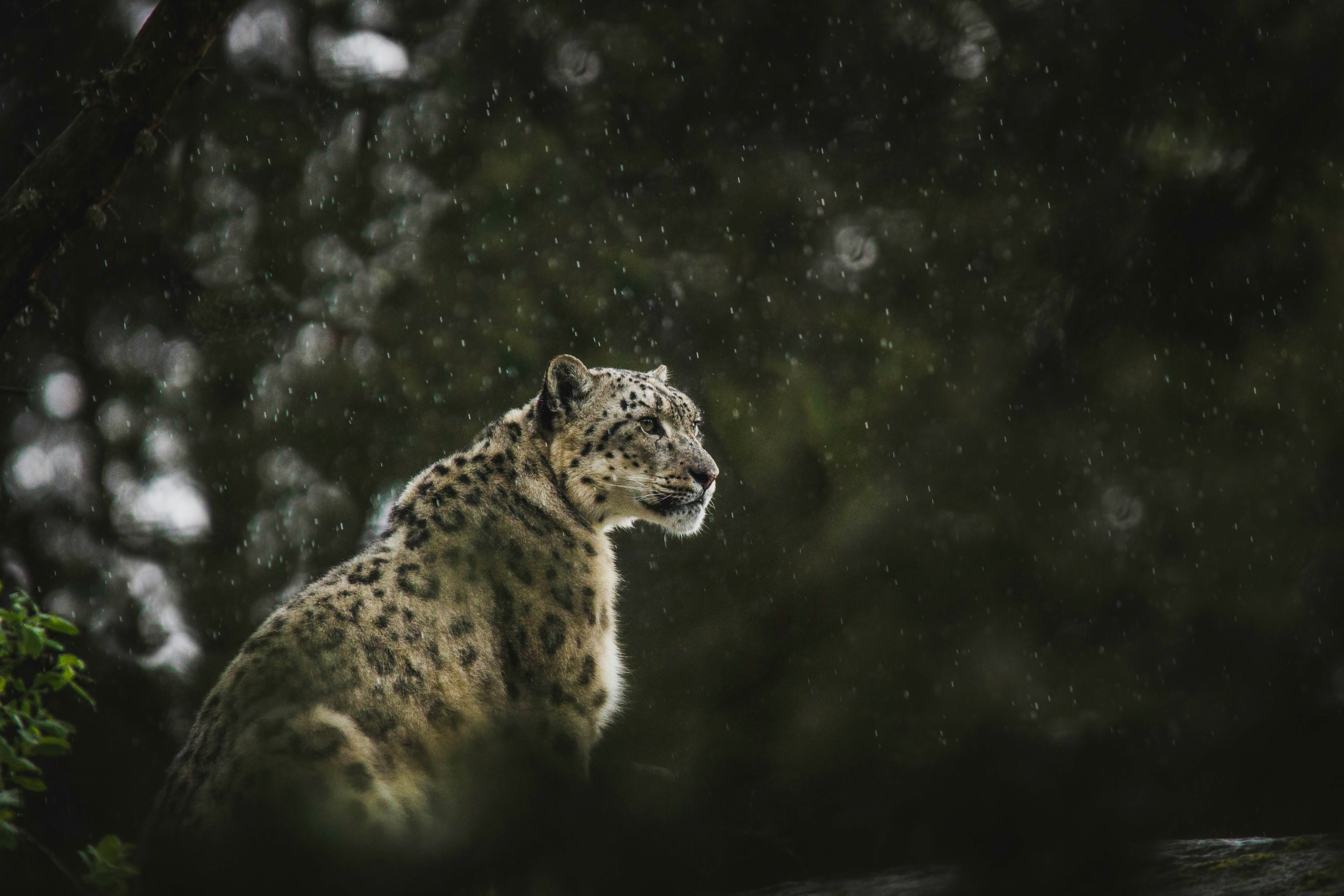 Snow Leopards Wild Cat Forest Animals Nature Feline Mammals Snow Outdoors 5184x3456