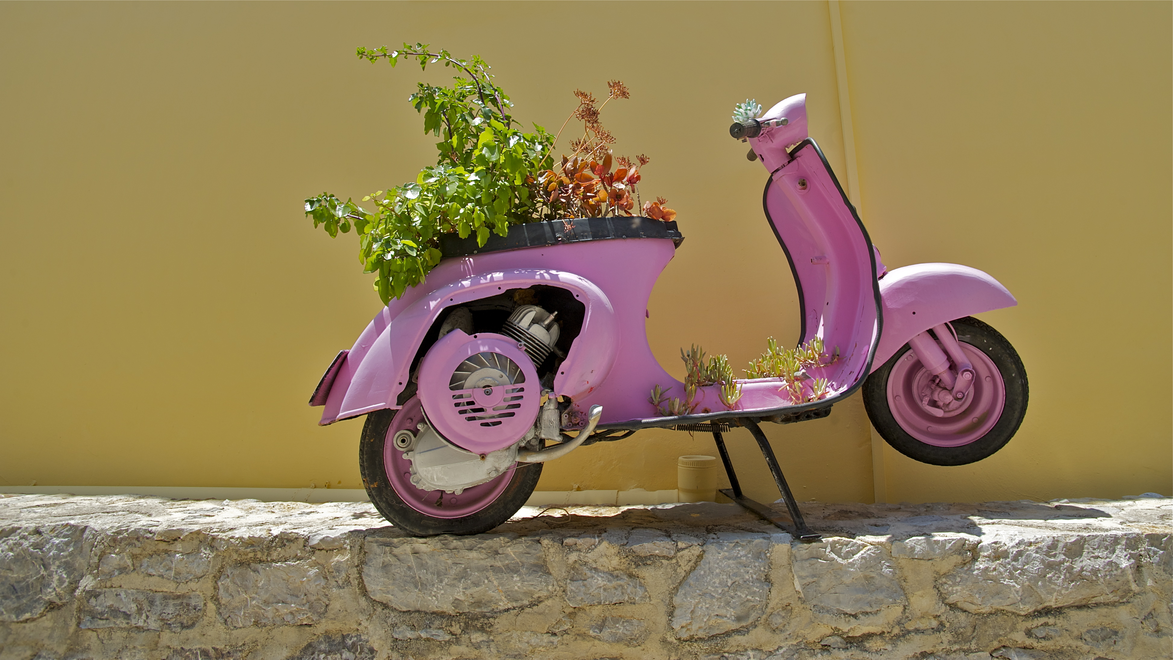 Pink Bicycle Plants Wall JendrynDV 3892x2189