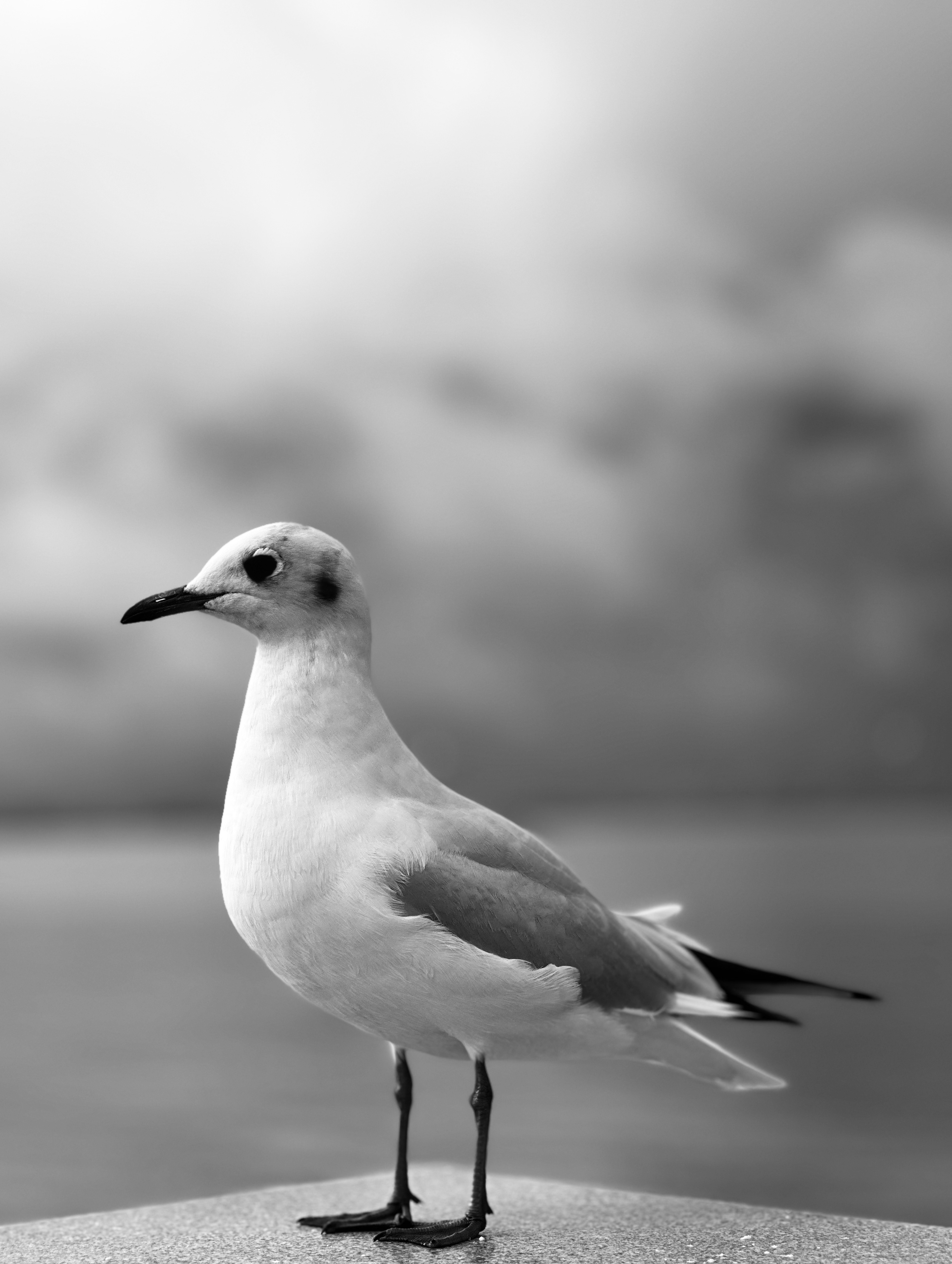 Seagulls Nature Clouds Sea Blurred Monochrome Birds Feathers Wings Animals 3024x4016