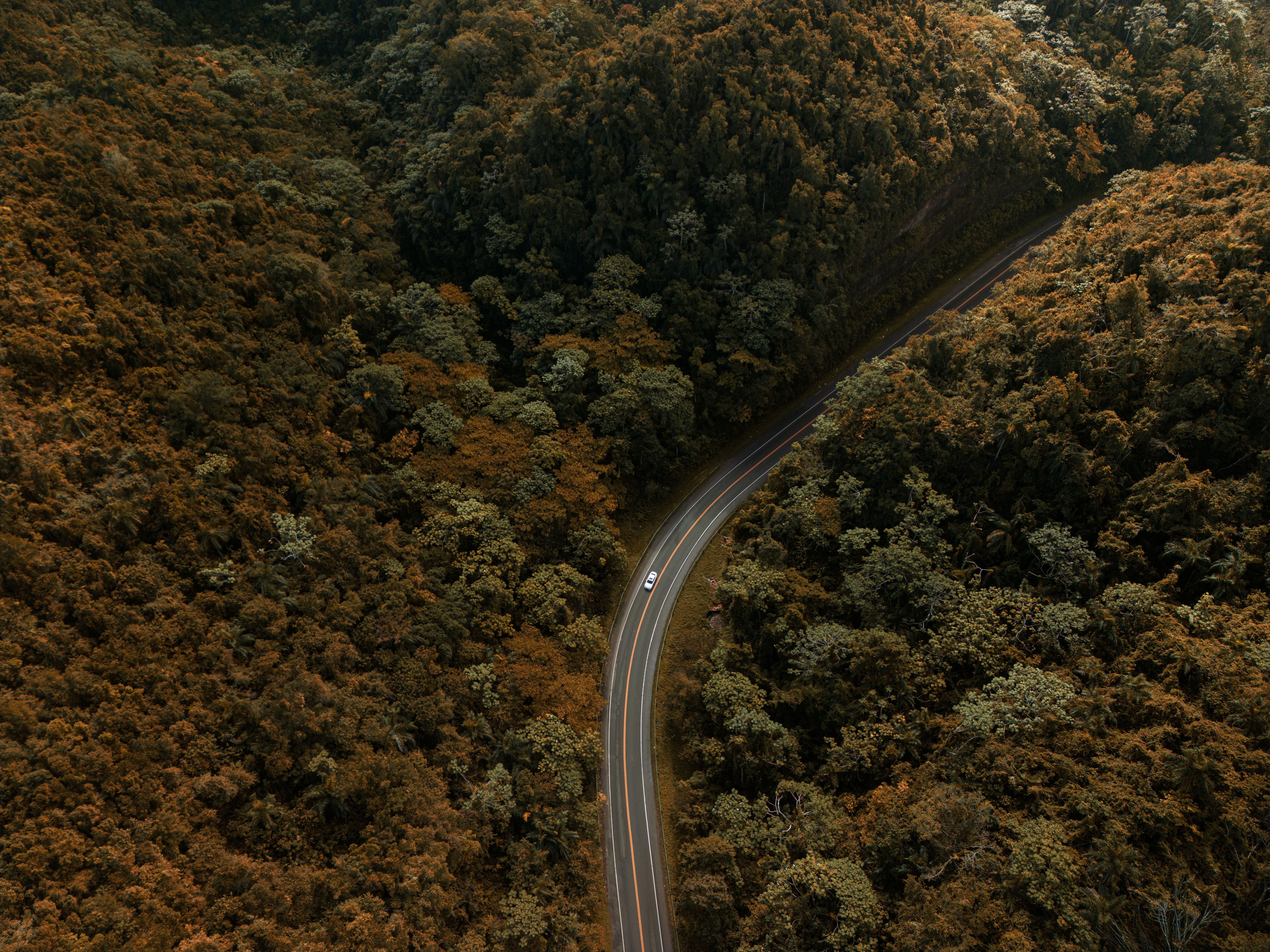 Nature Trees Forest Fall Road Car Asphalt Drone Photo Aerial View Dominican Republic Victor Rosario 8064x6048