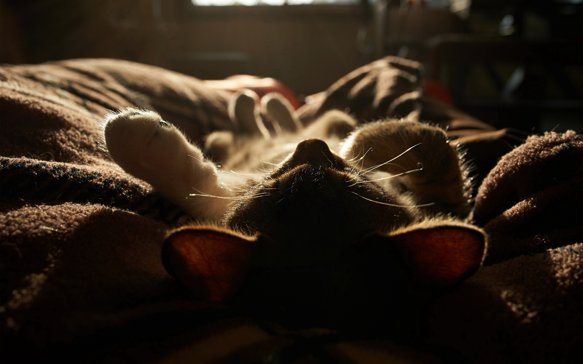 Animals Cats Feline Mammals Lying On Back Sleeping Whiskers Indoors Low Light Closeup 1920x1200
