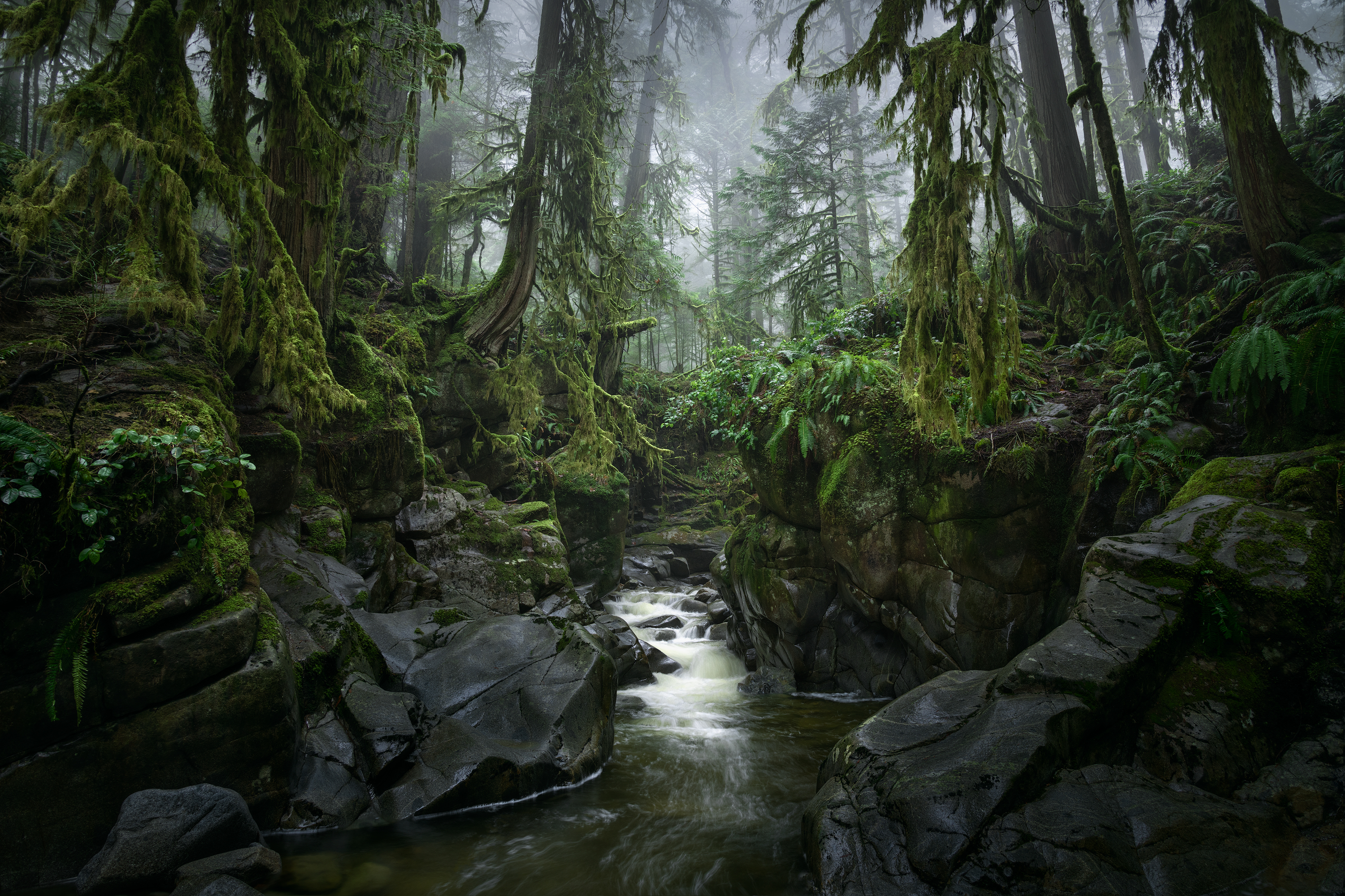 Nature Landscape Trees Forest River Long Exposure Moss Rocks Water Plants 3000x2000