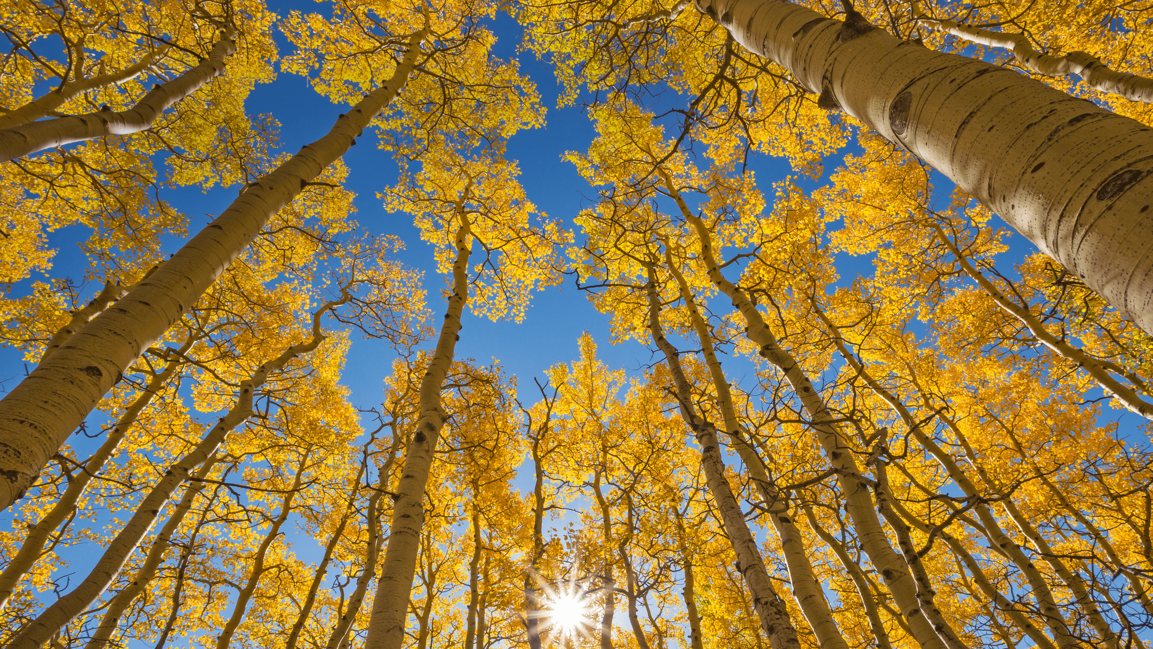 Nature Trees Sun Rays Sky Branch Aspen Trees Fall Forest Colorado Birch 3840x2160