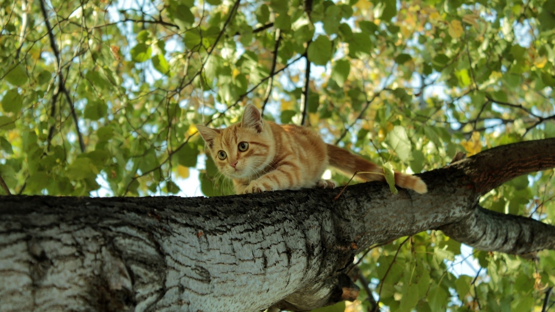 Animals Cats Trees Worms Eye View Low Angle Feline Mammals Climbing Tree Trunk Outdoors Nature 1920x1080
