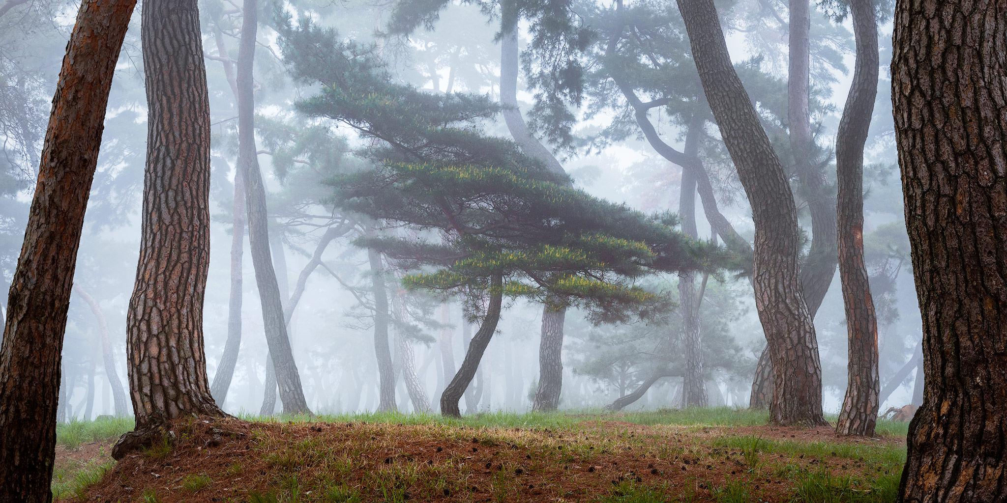 Nature Landscape Trees Forest Fog Mist Branch Grass Tree Bark 2048x1024